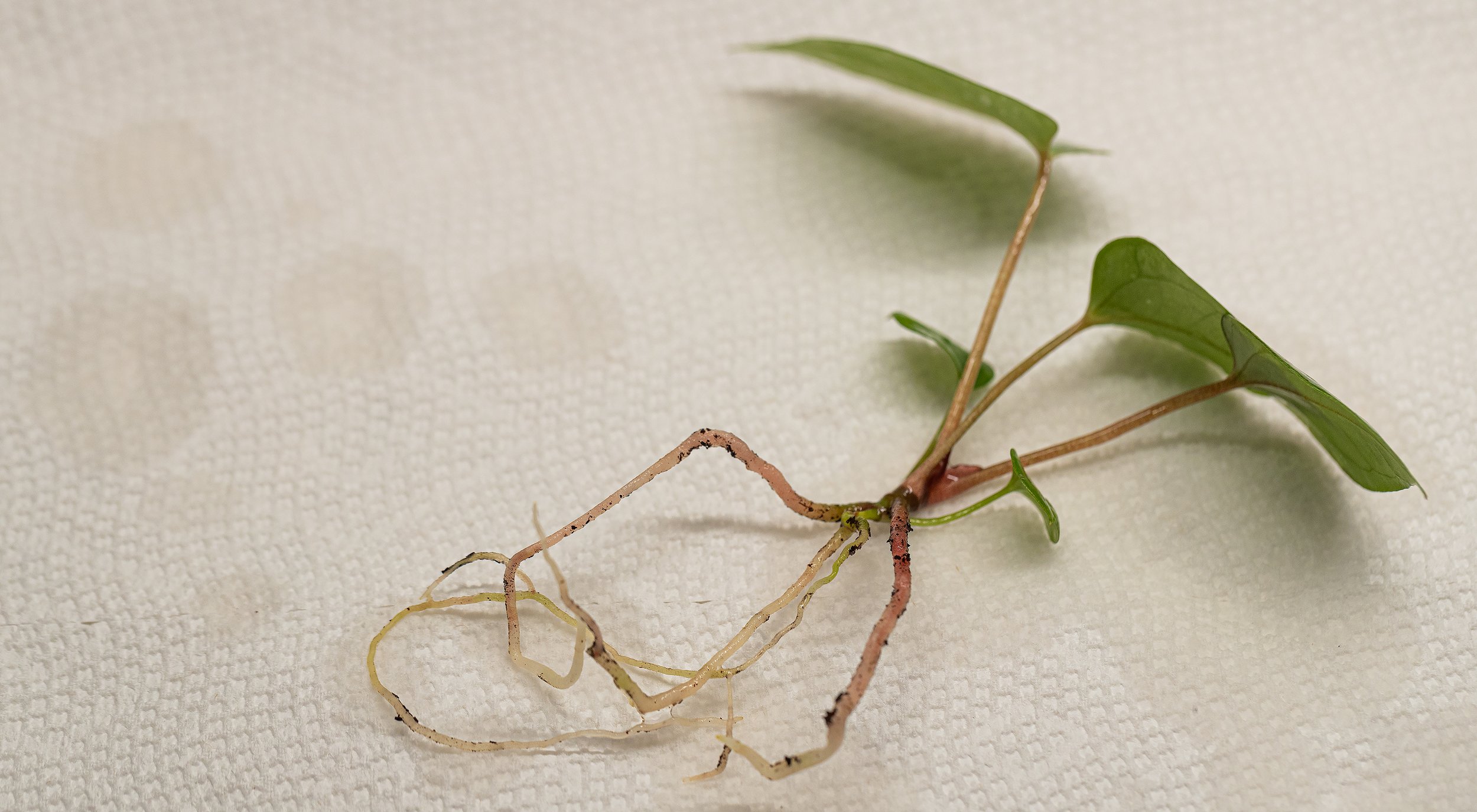 AVS_plantprep3_sRGB_3456x_72ppi.jpg