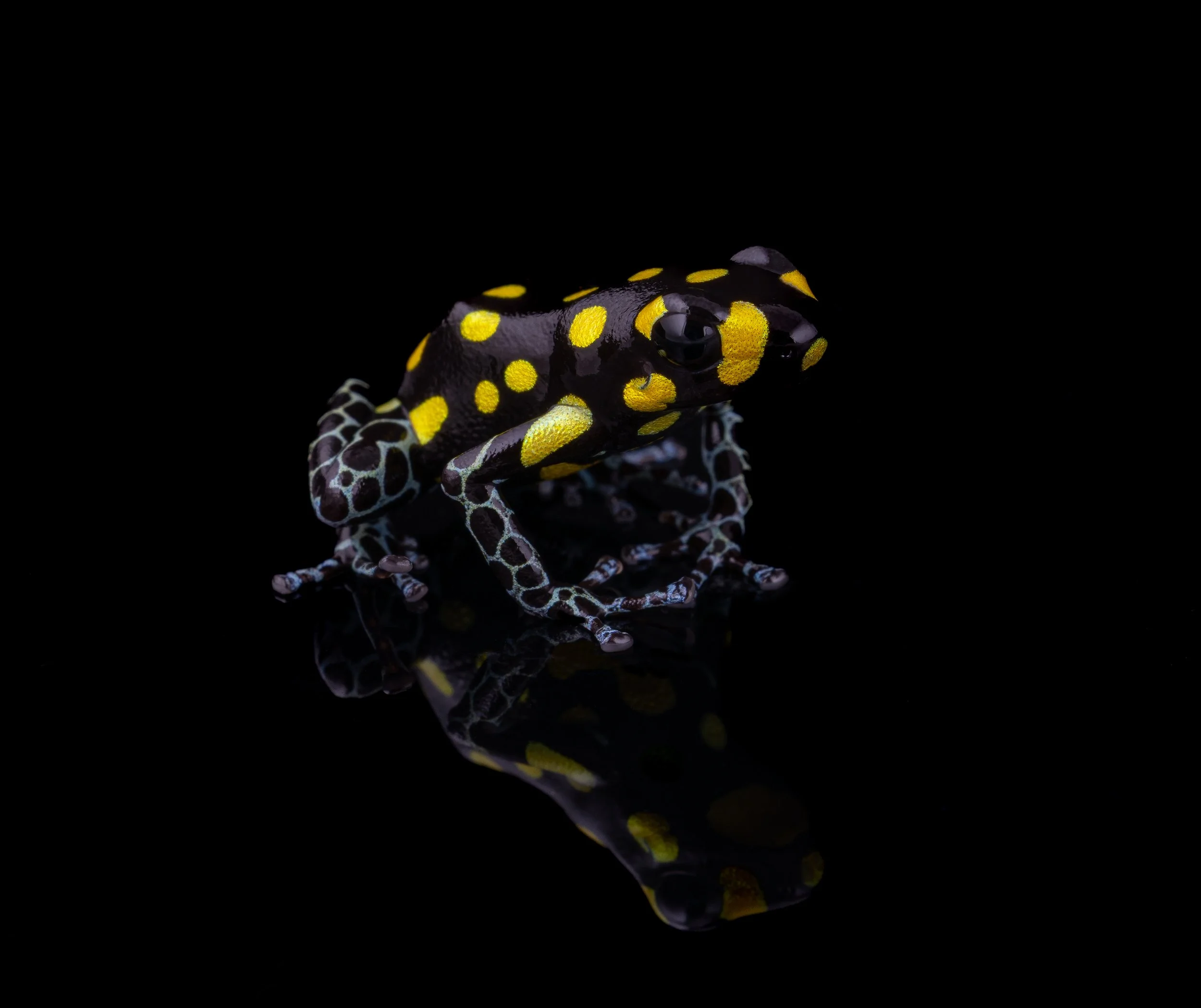 Spotted Poison Frog (Ranitomeya vanzolinii) IV