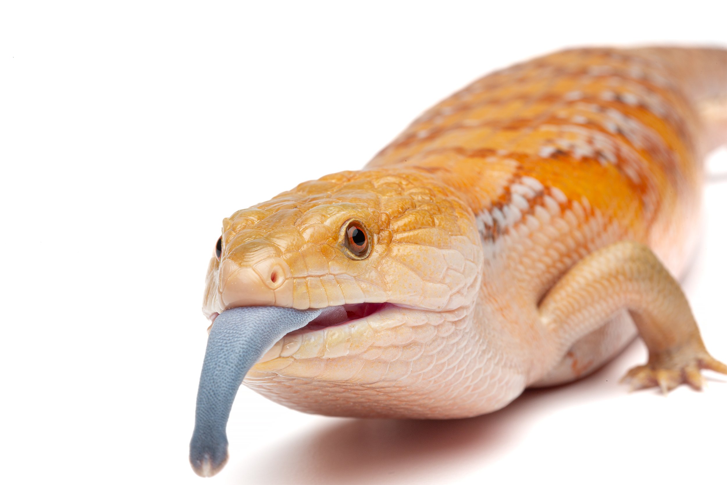 Tiliqua scincoides intermedia