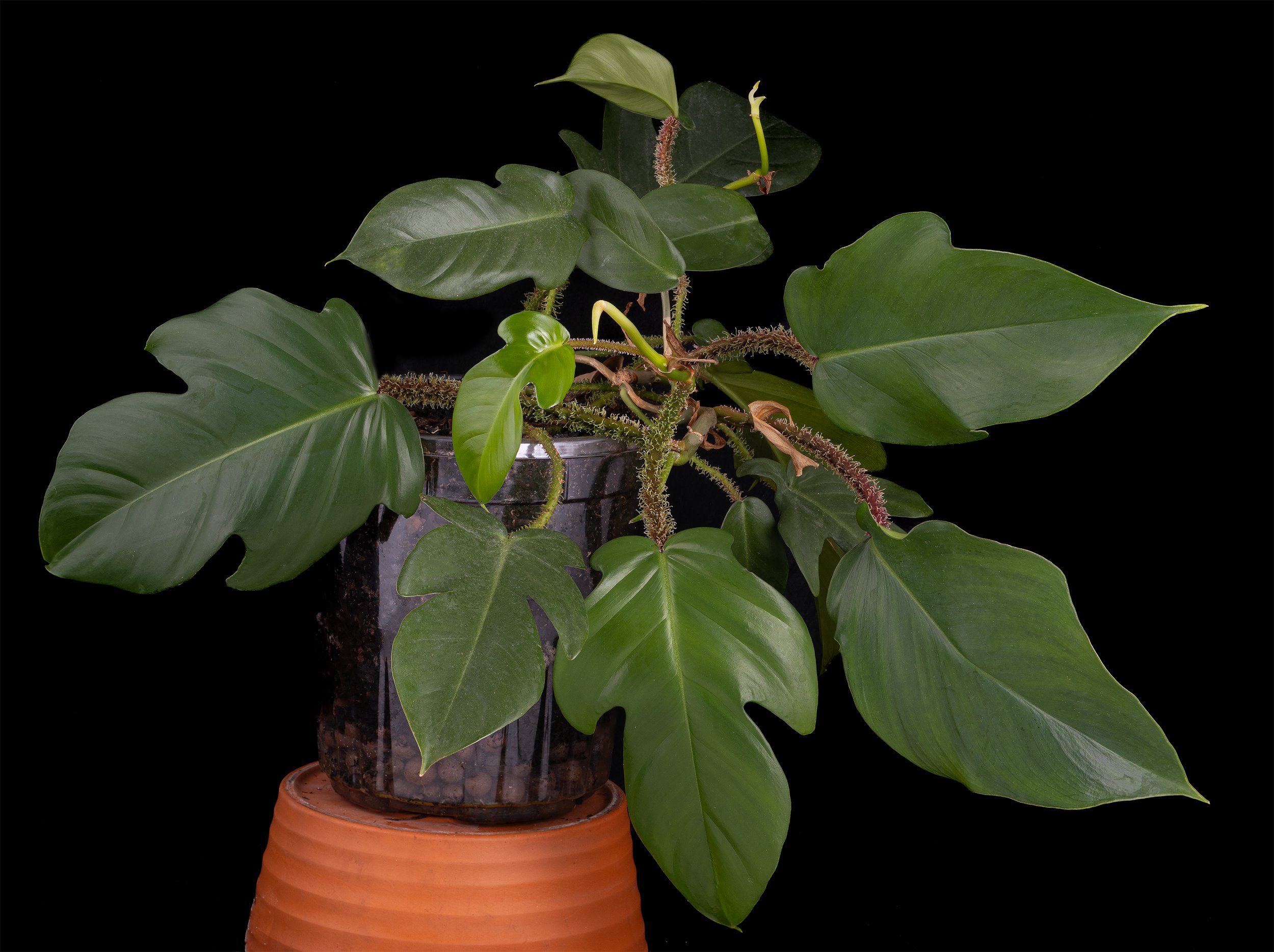 Philodendron squamiferum