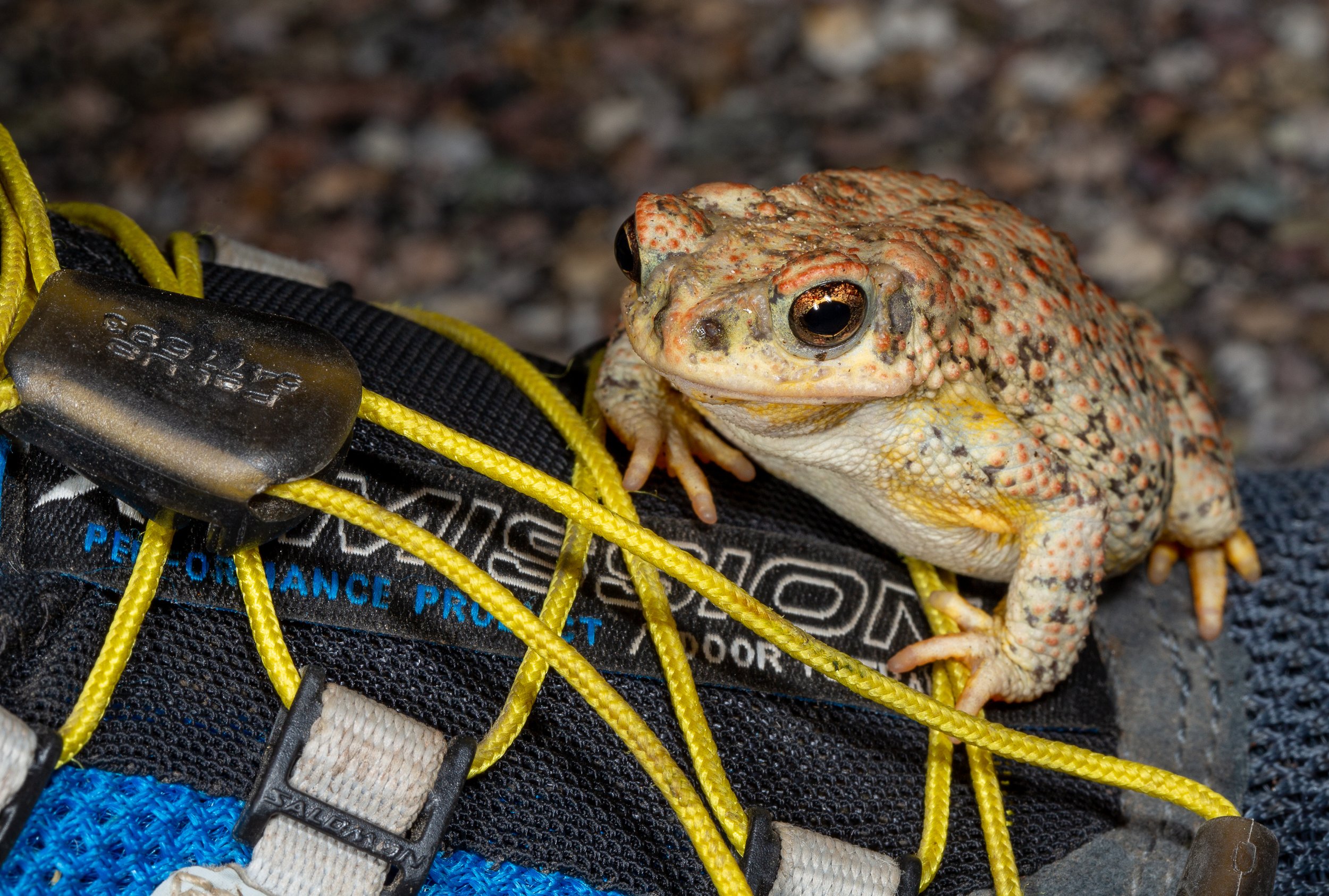 Red-spotted Toad (Anaxyrus punctatus)