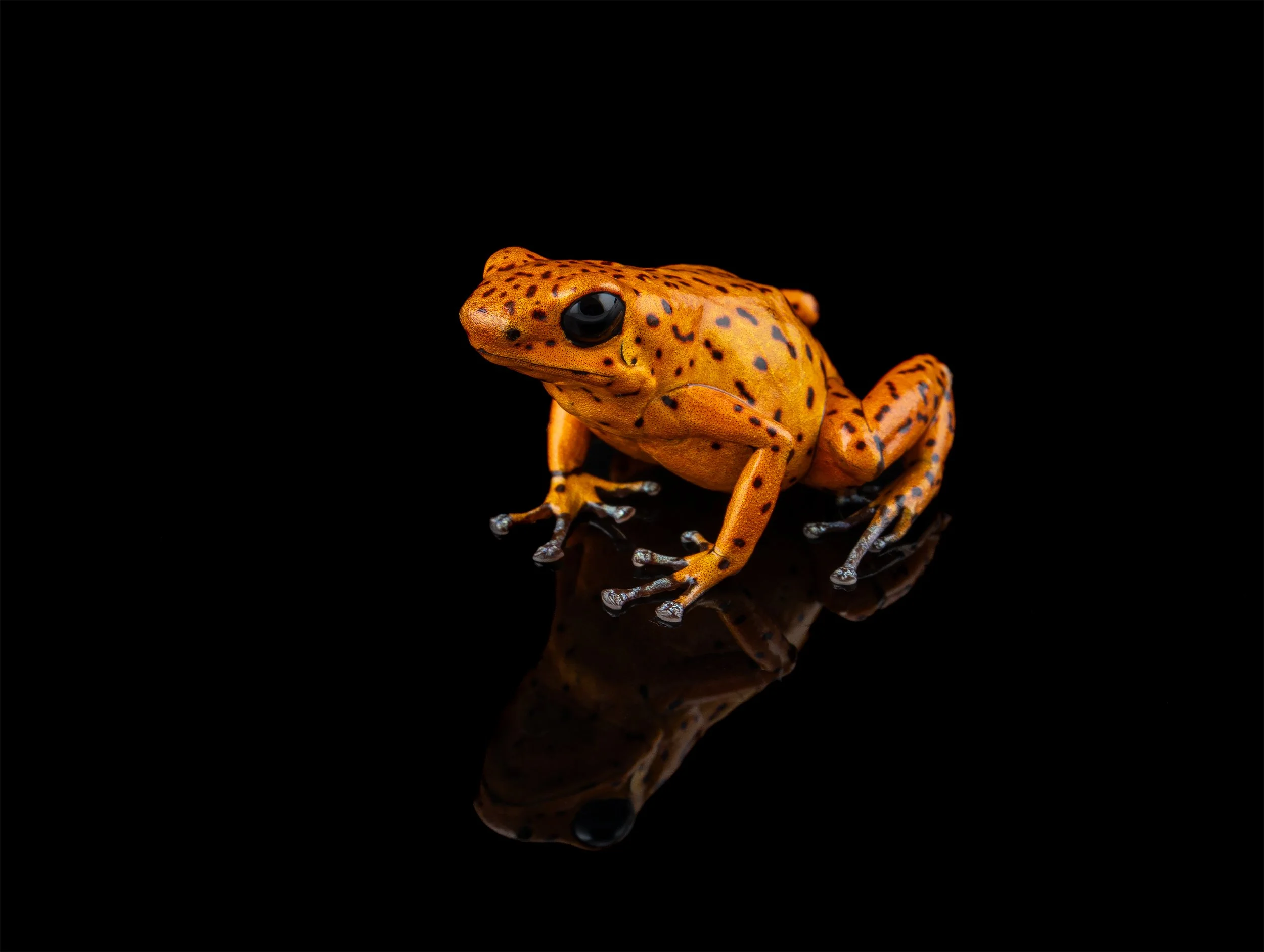 Adult Female Oophaga pumilio 'El Dorado - Spotted' II