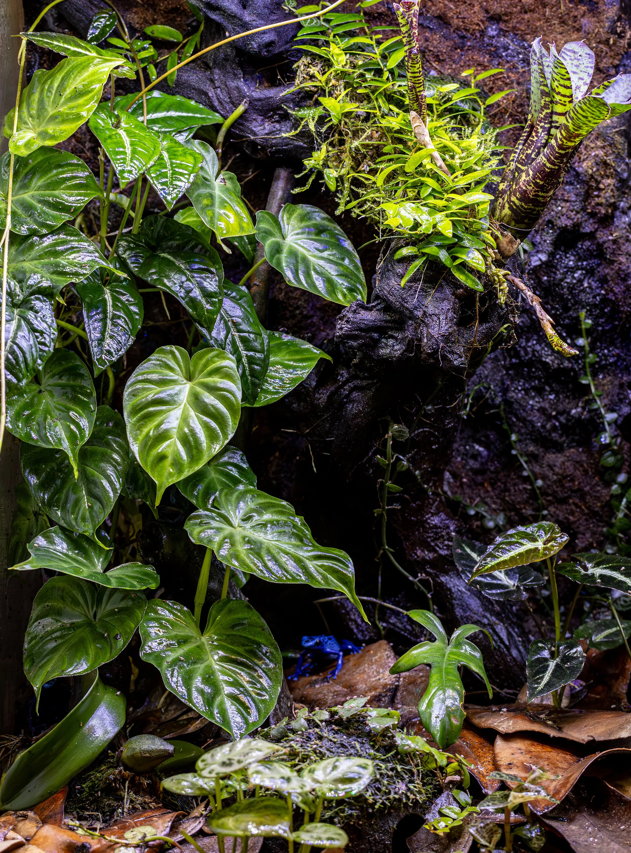 AVS_15x17x24Azureusvivarium7_sRGB_X3456_72ppi.jpg