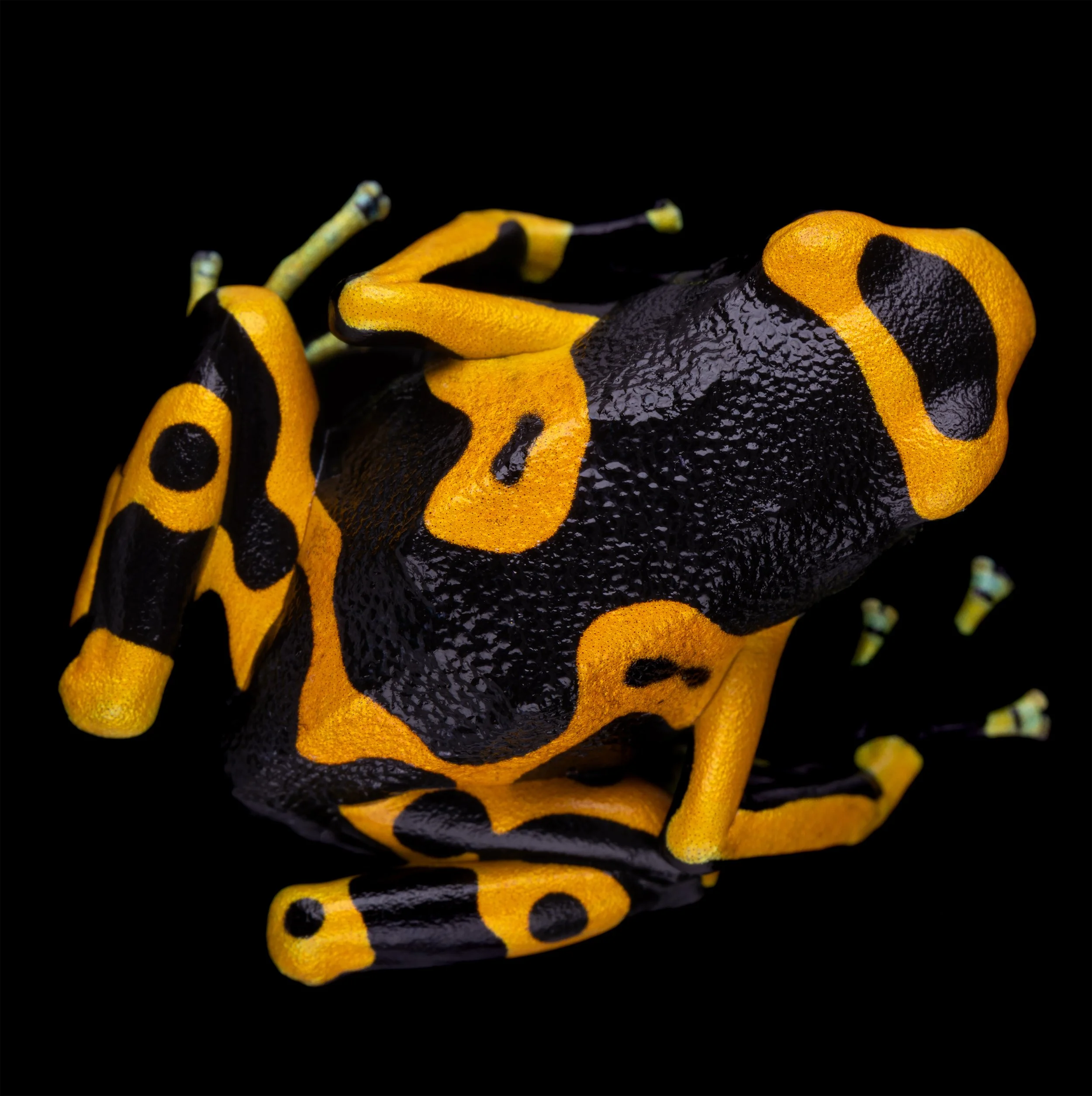 Bumblebee Poison Dart Frog (Dendrobates leucomelas) II