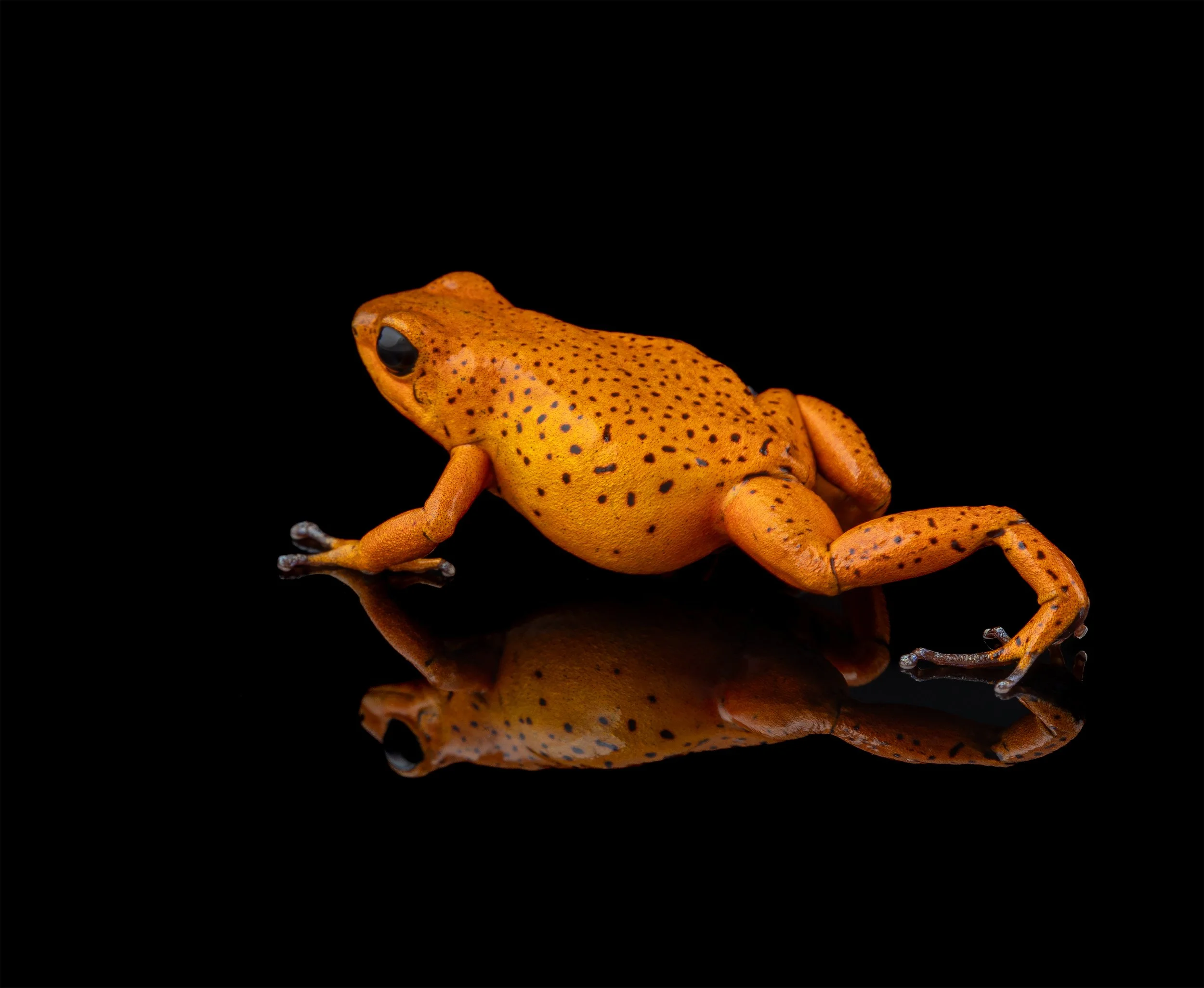 AVS_Prints_Oophagapumilioedmale4_sRGB_72ppi.jpg