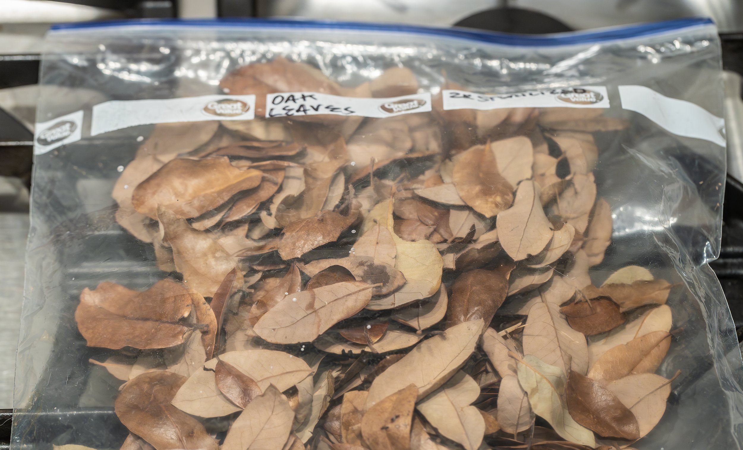 Store the leaves in a large Ziploc or similar sealable bag for future use. That's it! Super easy!