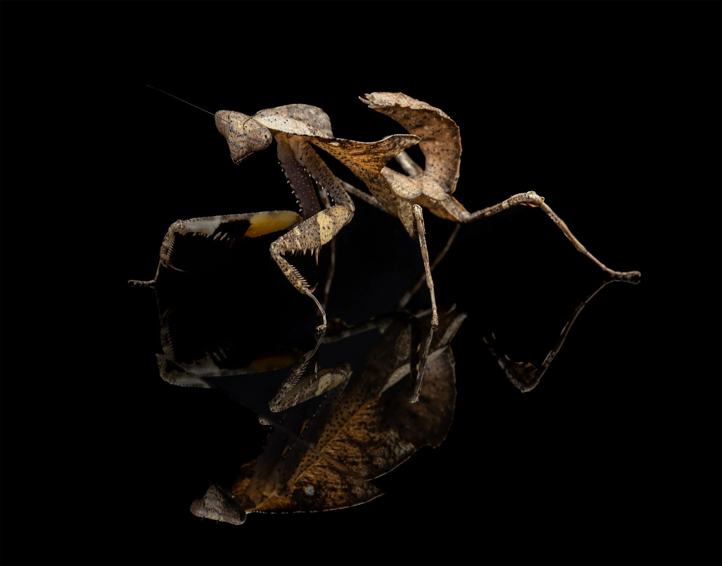 AVS_Prints_deadleafmantis1_sRGB_72ppi.jpg