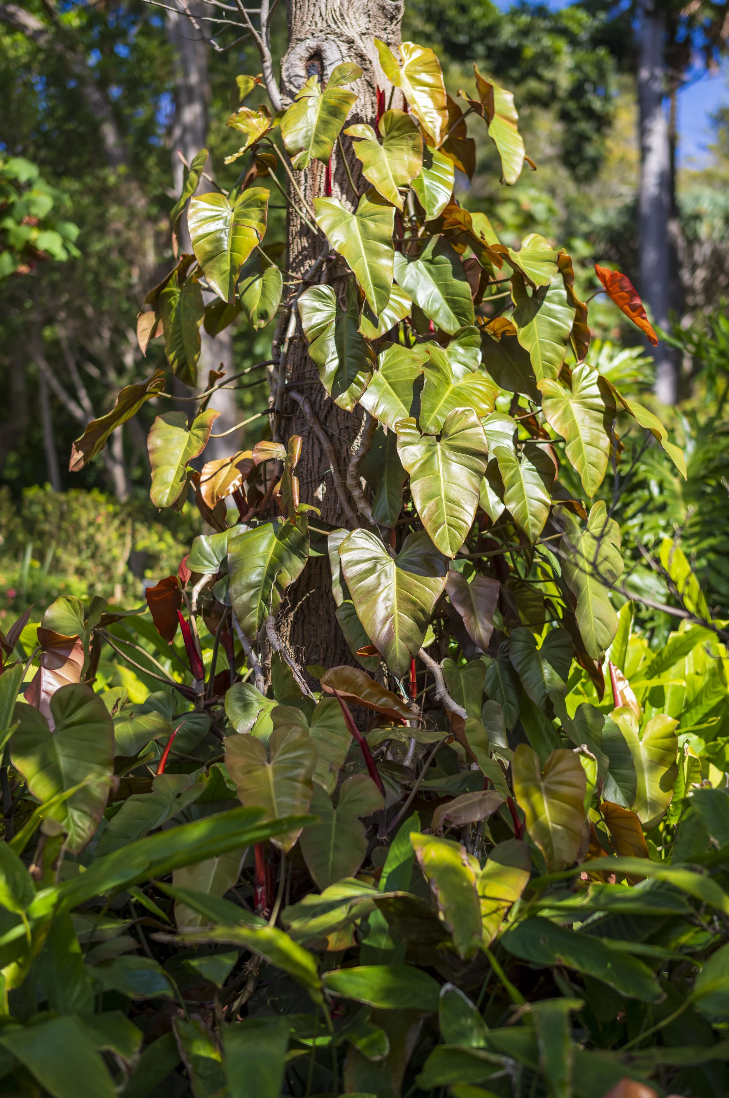 Botanical Garden Funchal