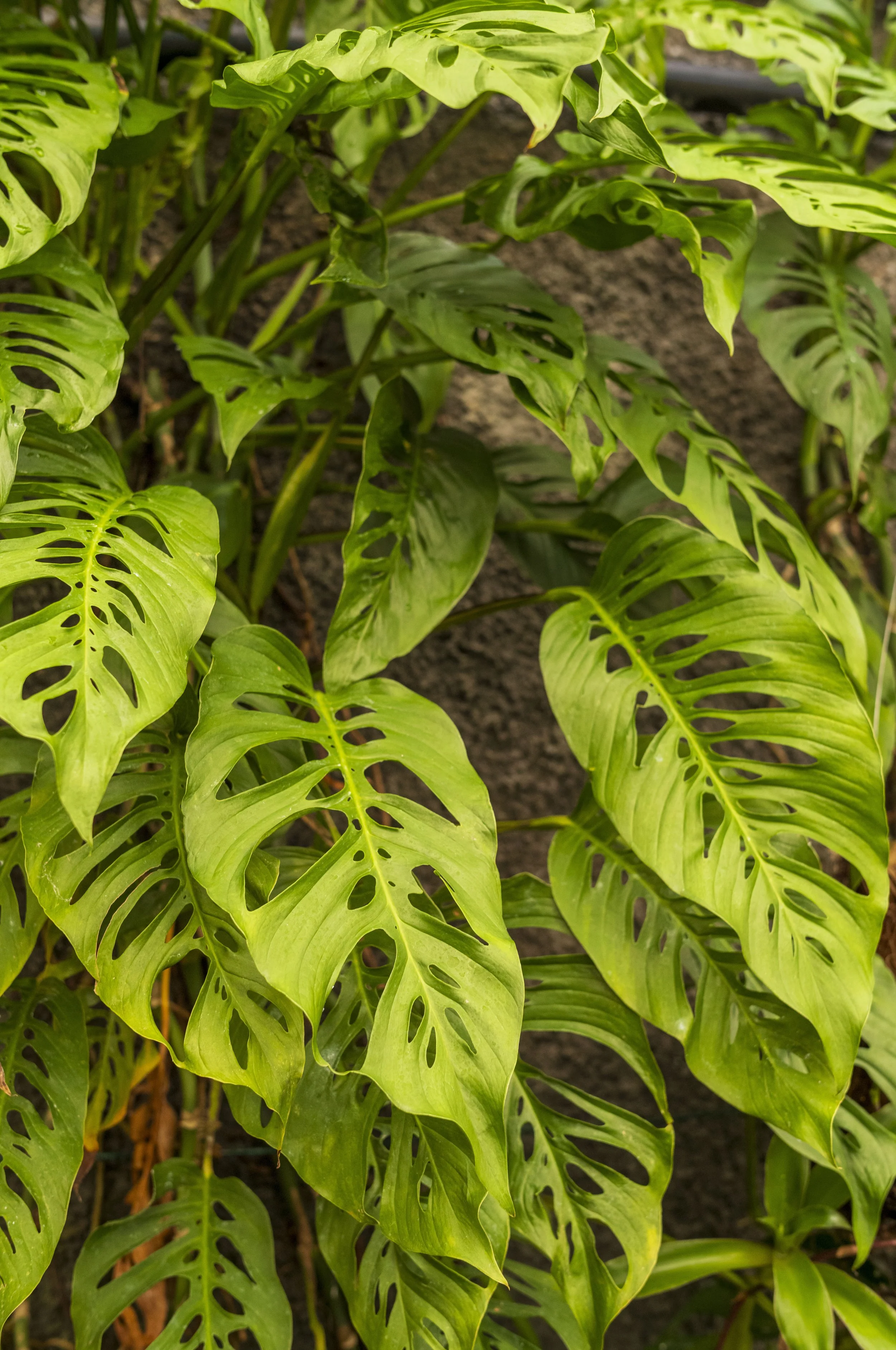 Interesting Botanical Gardens Plant