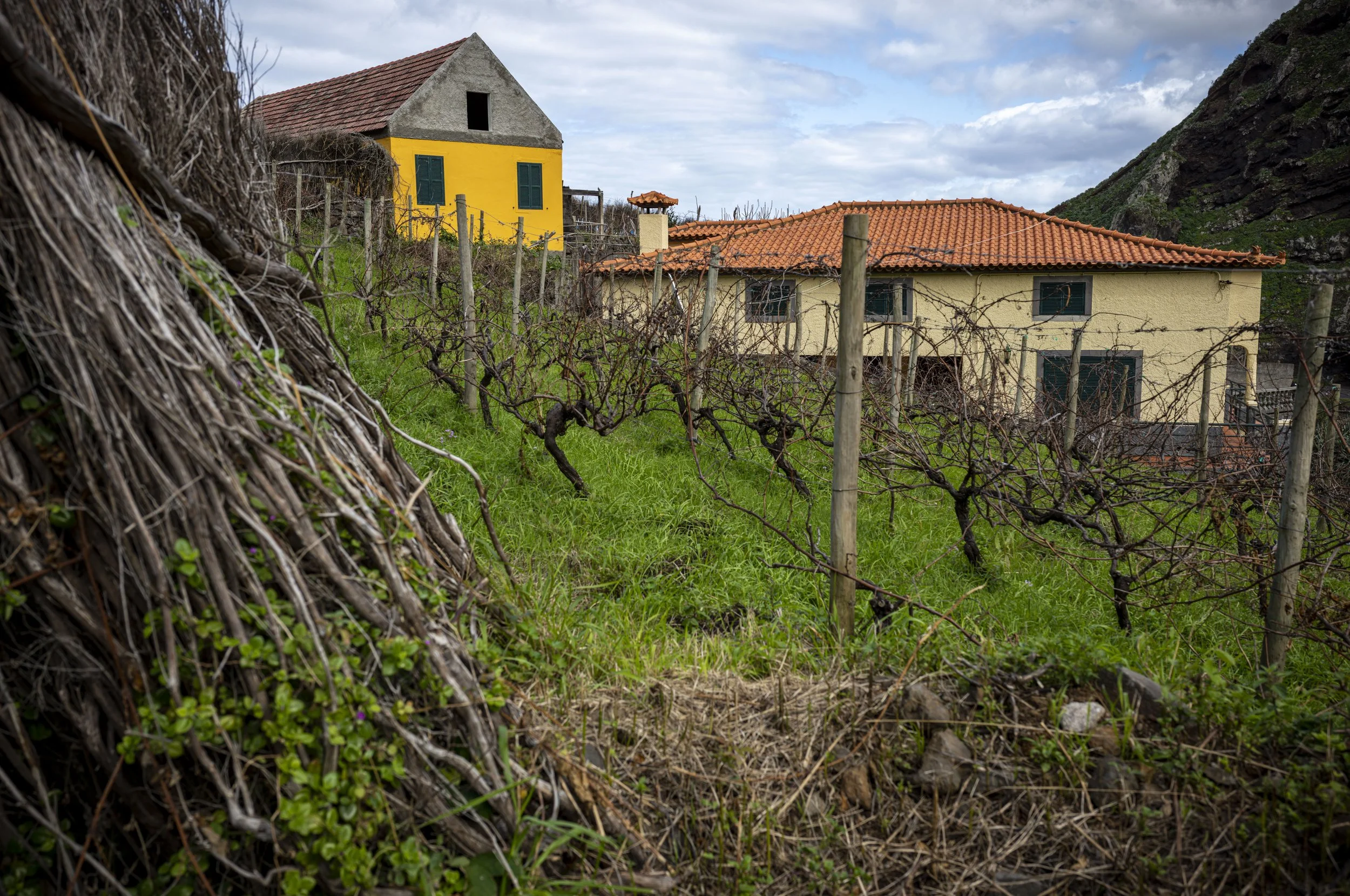 Tiny Vineyard in Ribeira da Janela