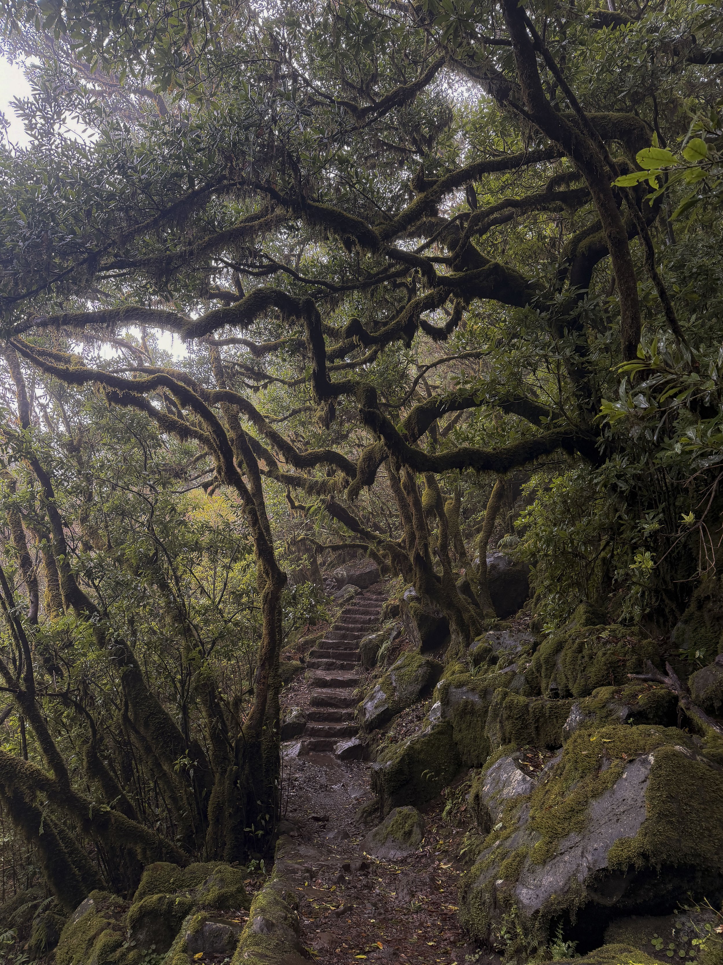 Middle Earth Vibes in Fanal