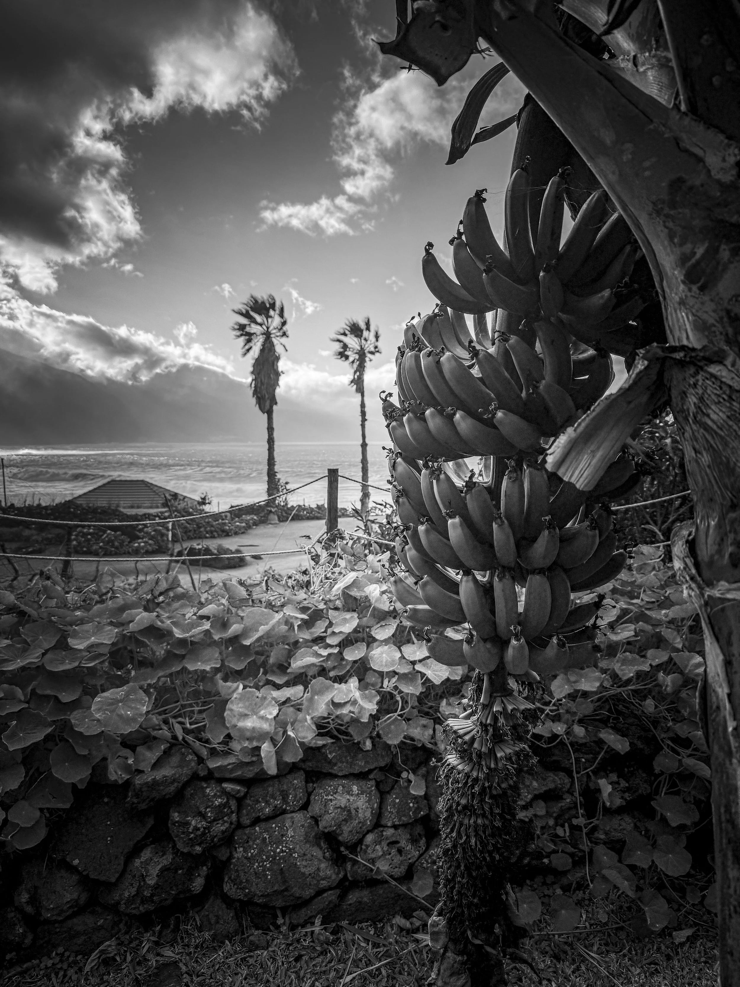 Bananas in Ponta Delgada