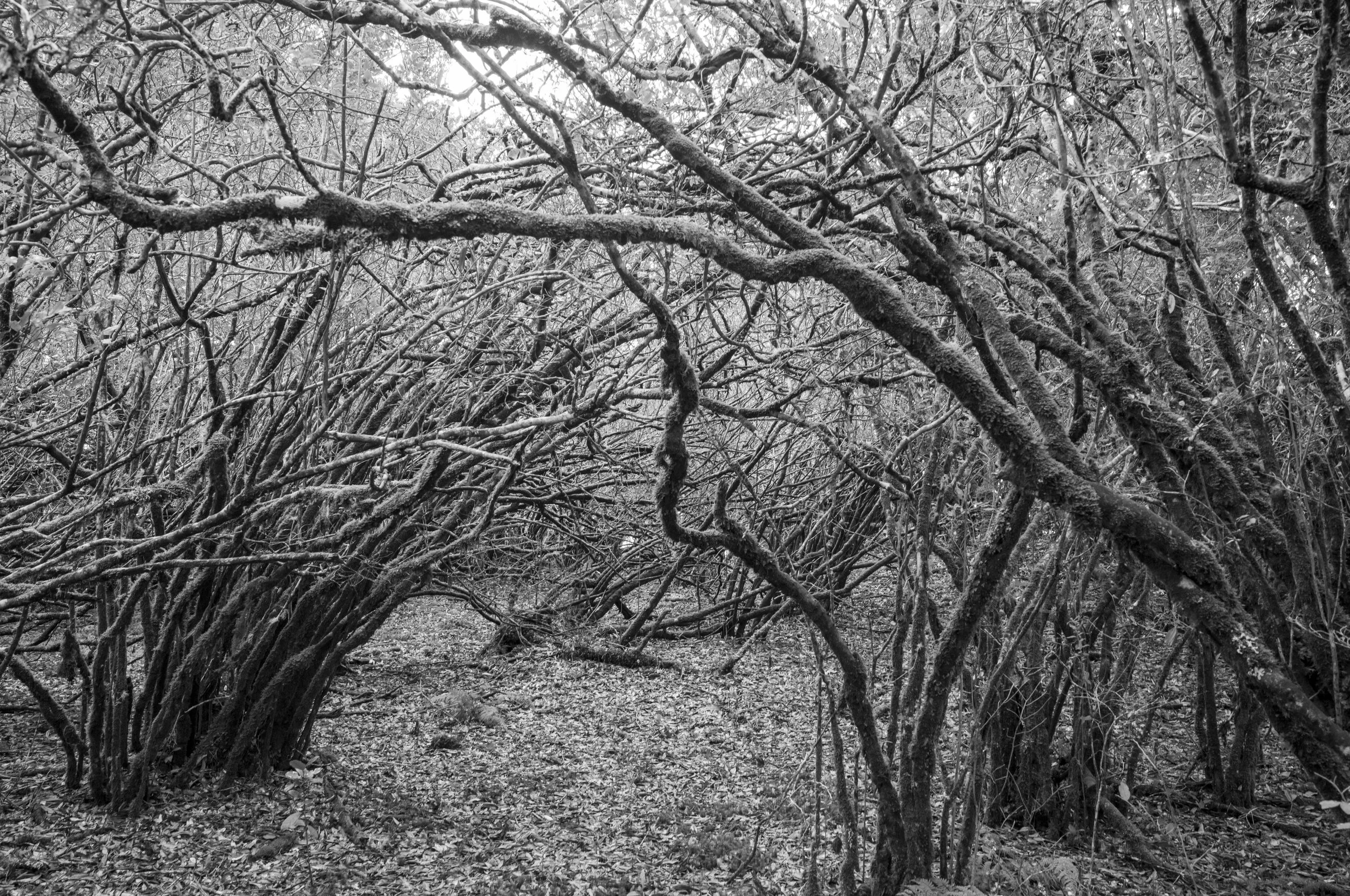 Arching Trees near Fanal