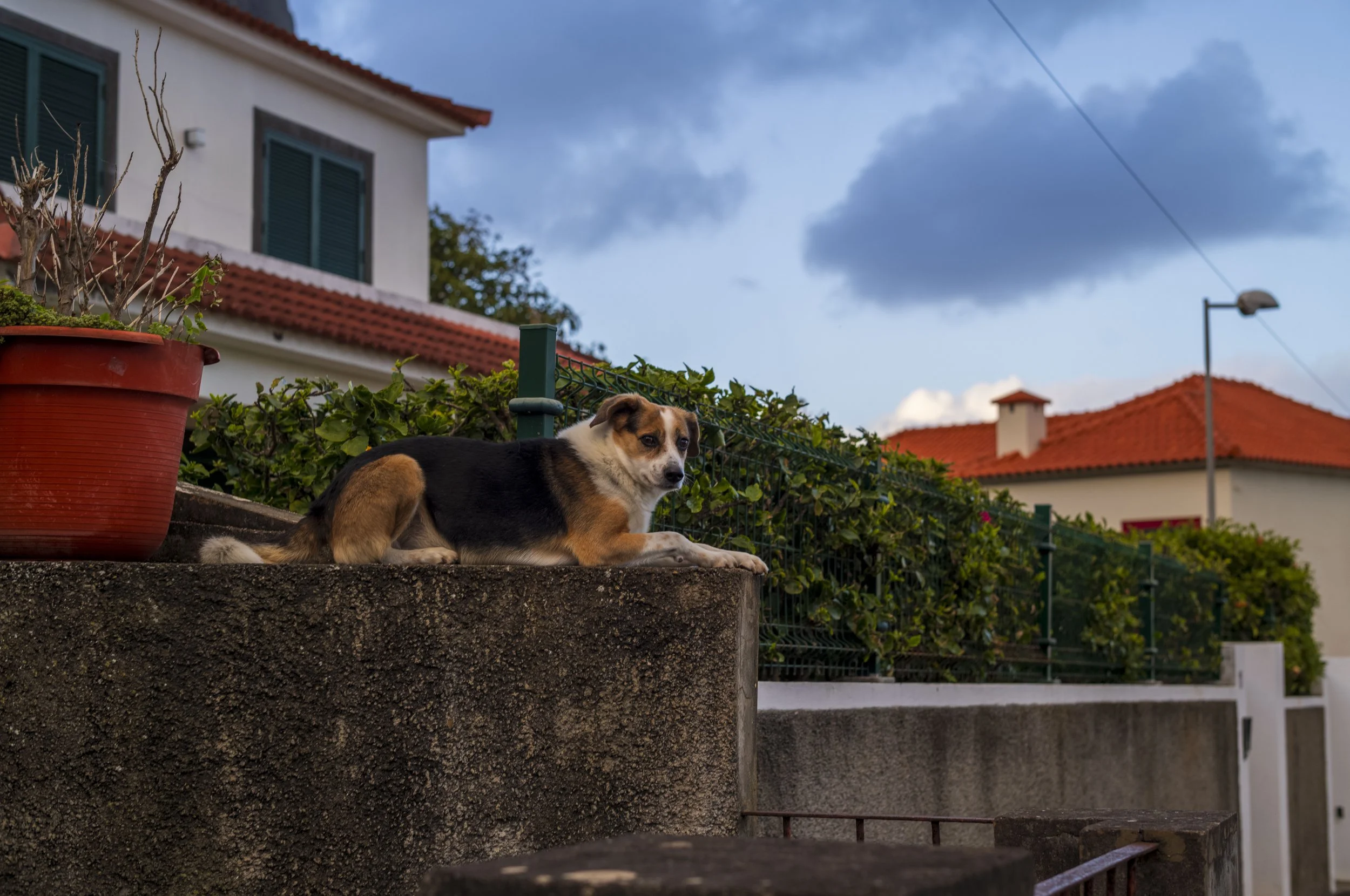Another Friend in Porto da Cruz