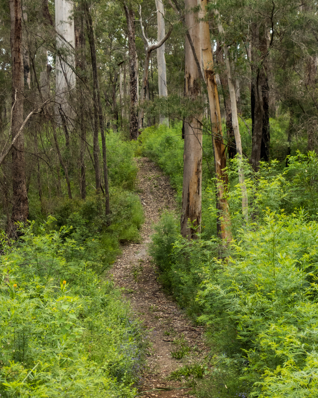 Bibbulmun Track