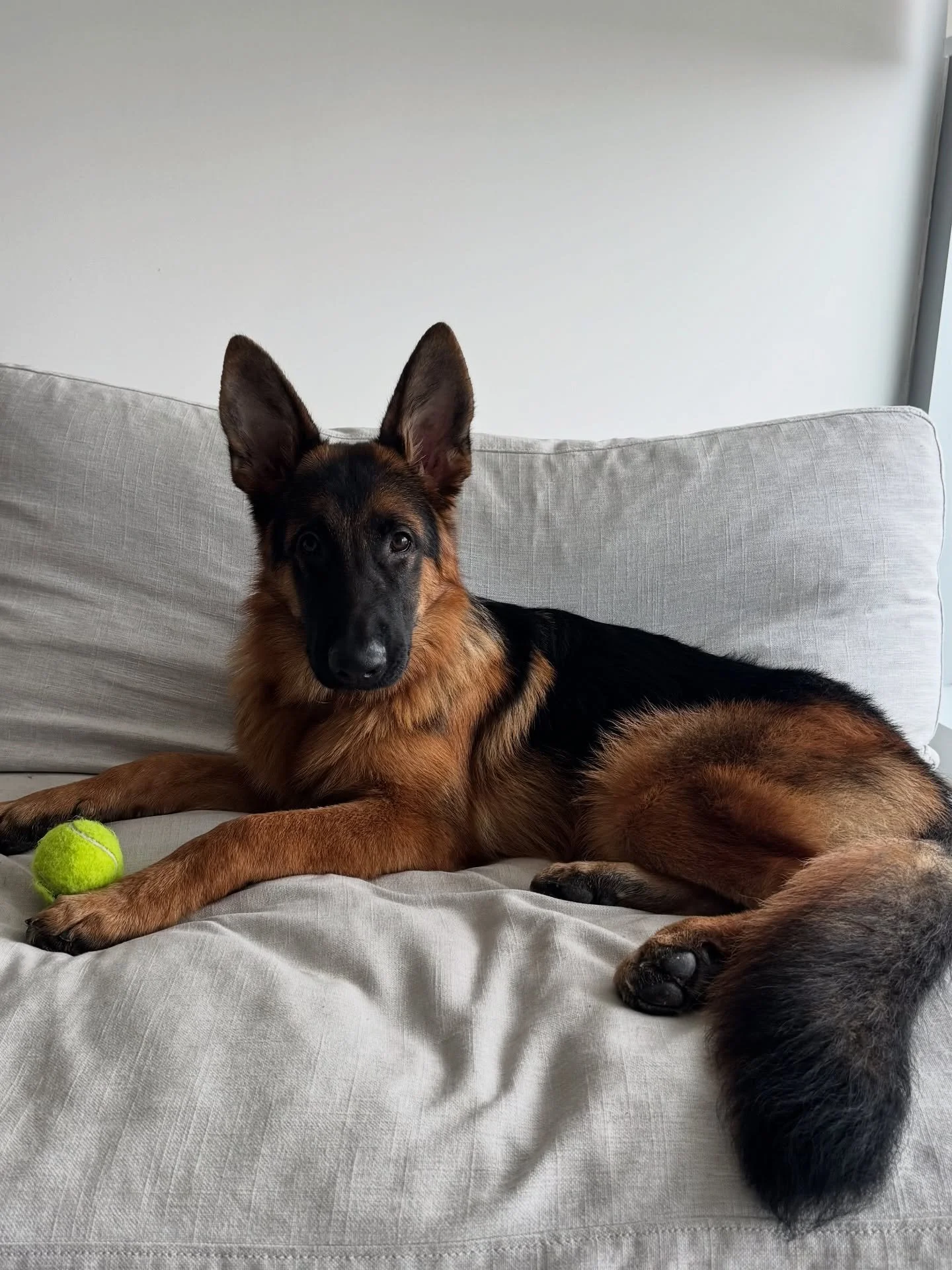Mi Alfie 🎾🫶🏻