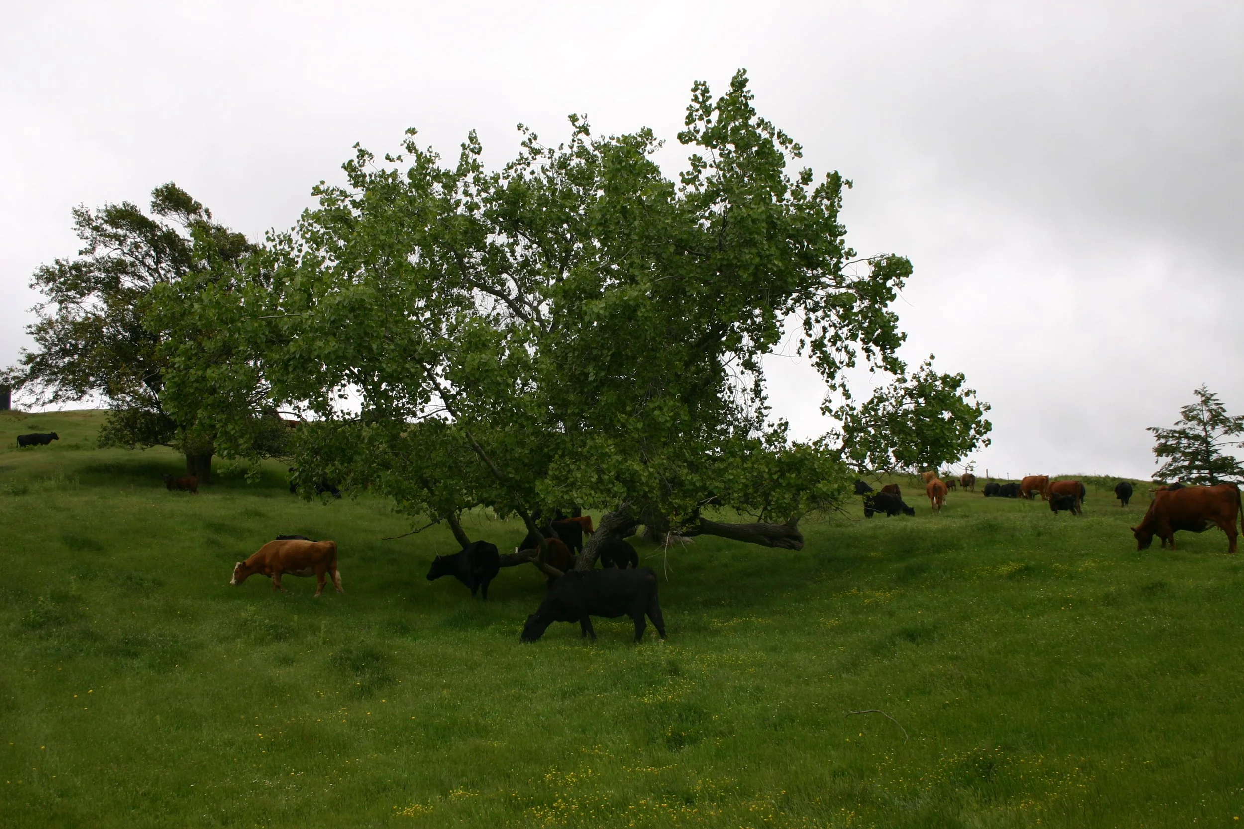 Cows grazing under a large leafy tree on a green hillside on a cloudy day.