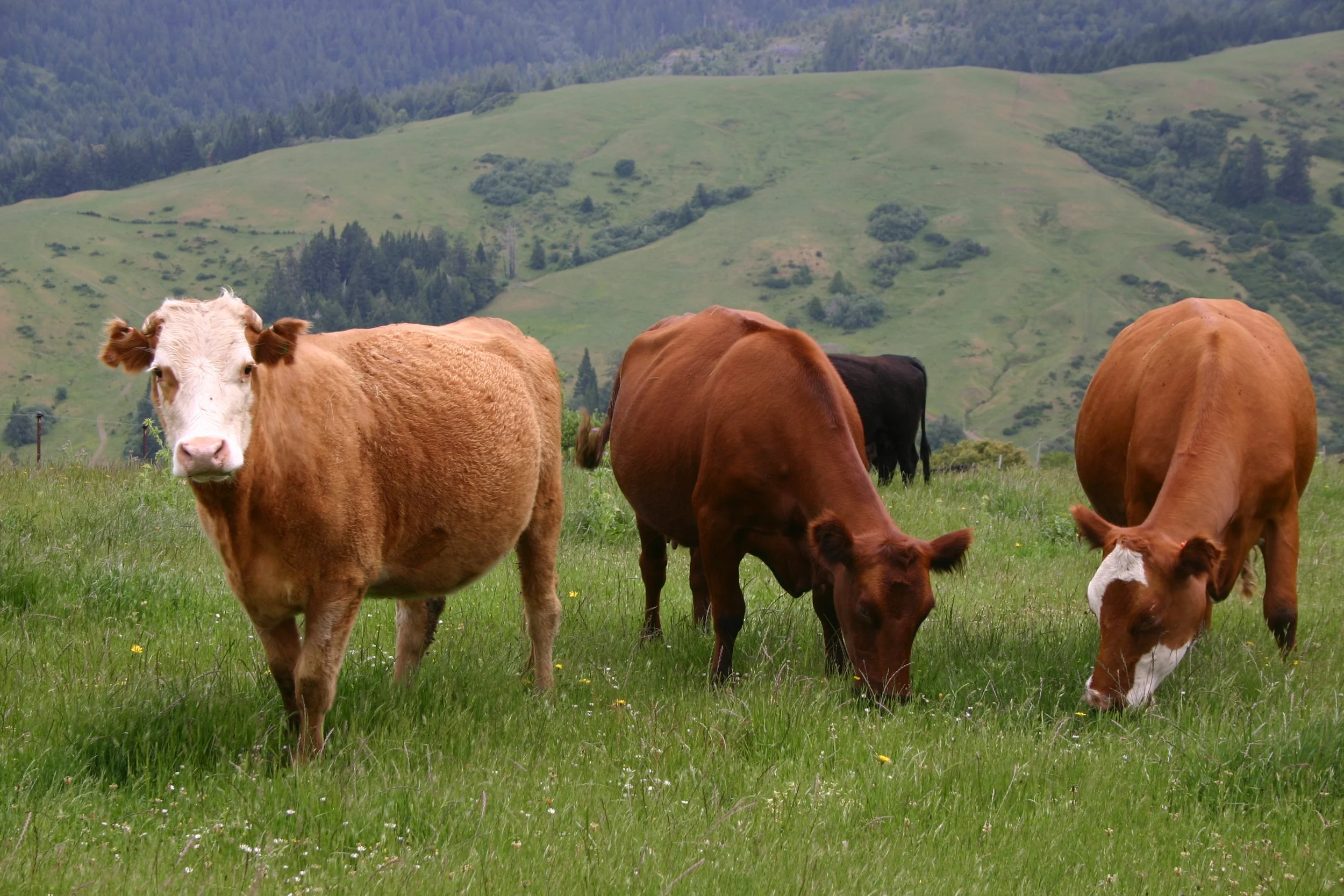 Four cows grazing on green grass with a hilly landscape and trees in the background.