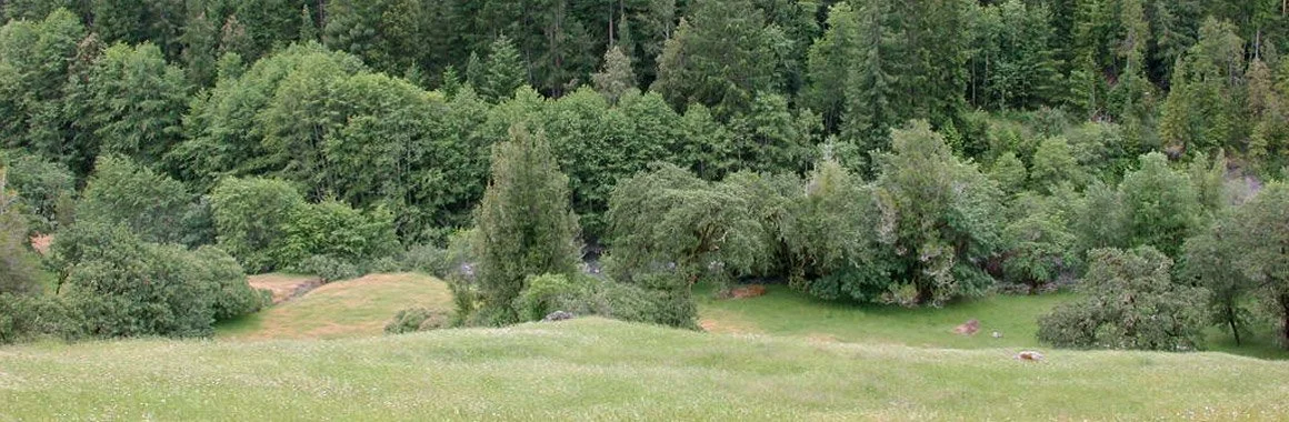 A lush green landscape with a grassy field in the foreground and dense trees in the background.