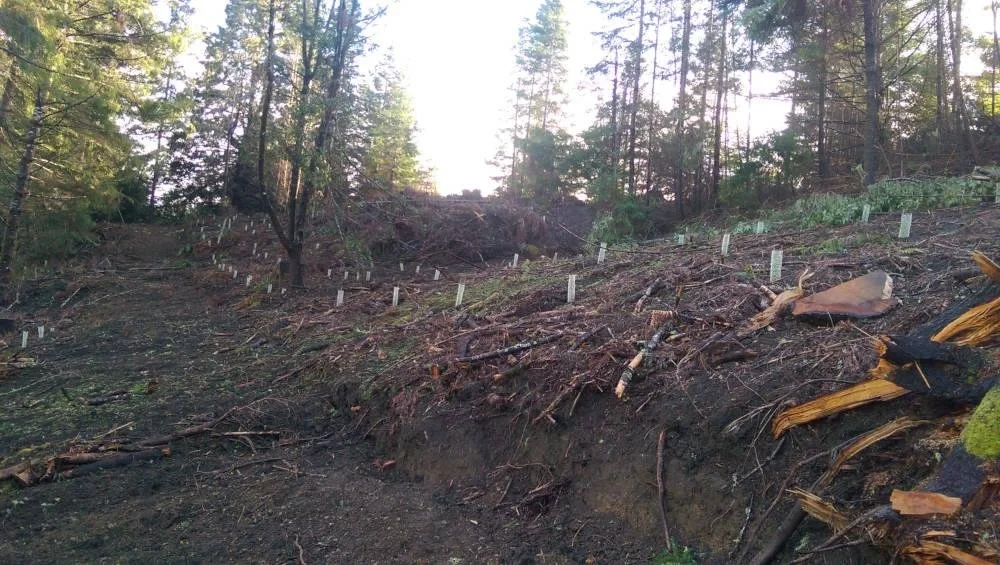A hillside with earth and tree roots exposed, covering a large area, with white markers or labels placed along the slope, likely indicating soil or environmental analysis.