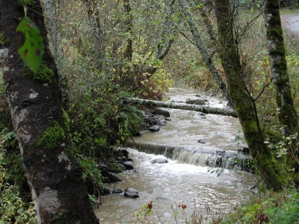 A creek flowing through a forest with trees and rocks, some trees are leaning over the creek and the water is slightly rushing.