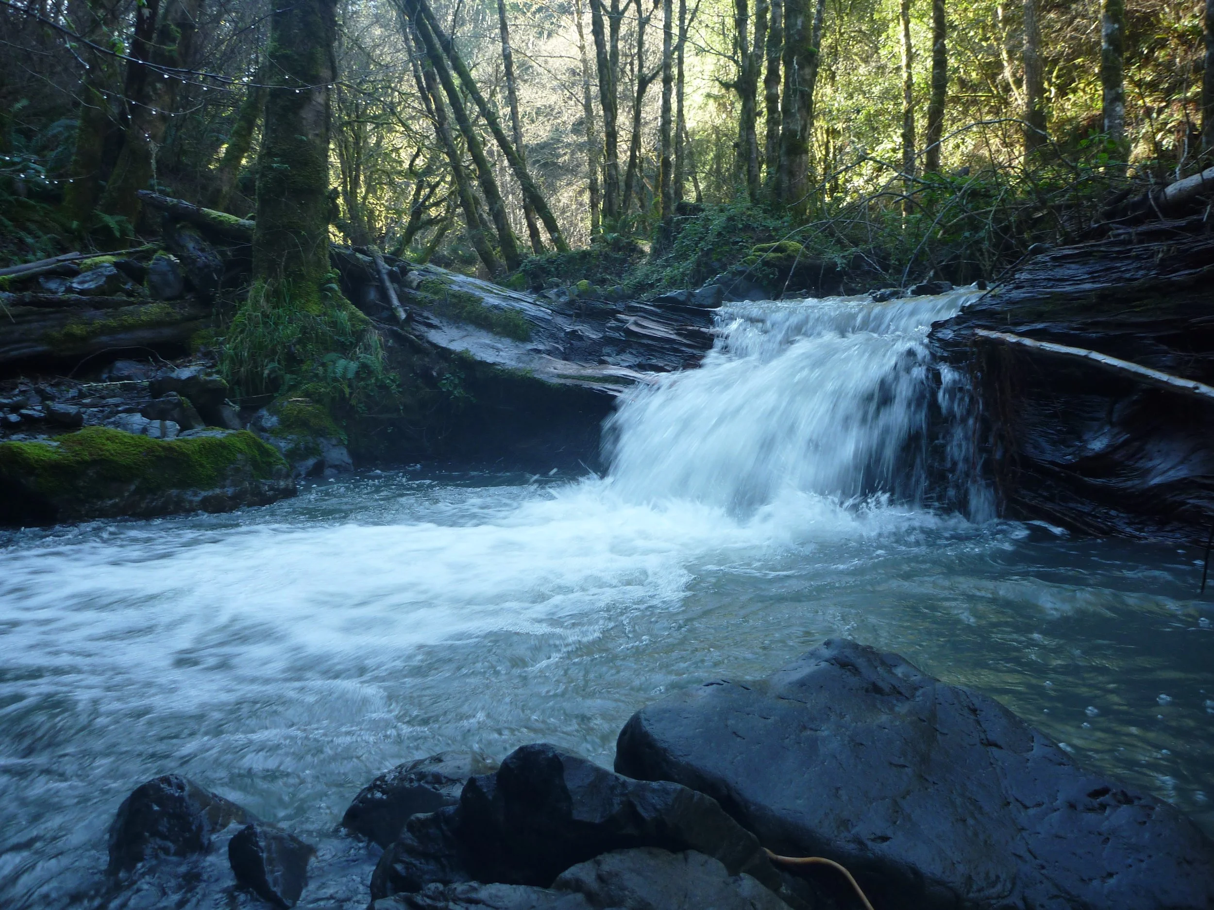 A small waterfall flowing into a stream in a lush forest with trees and rocks.