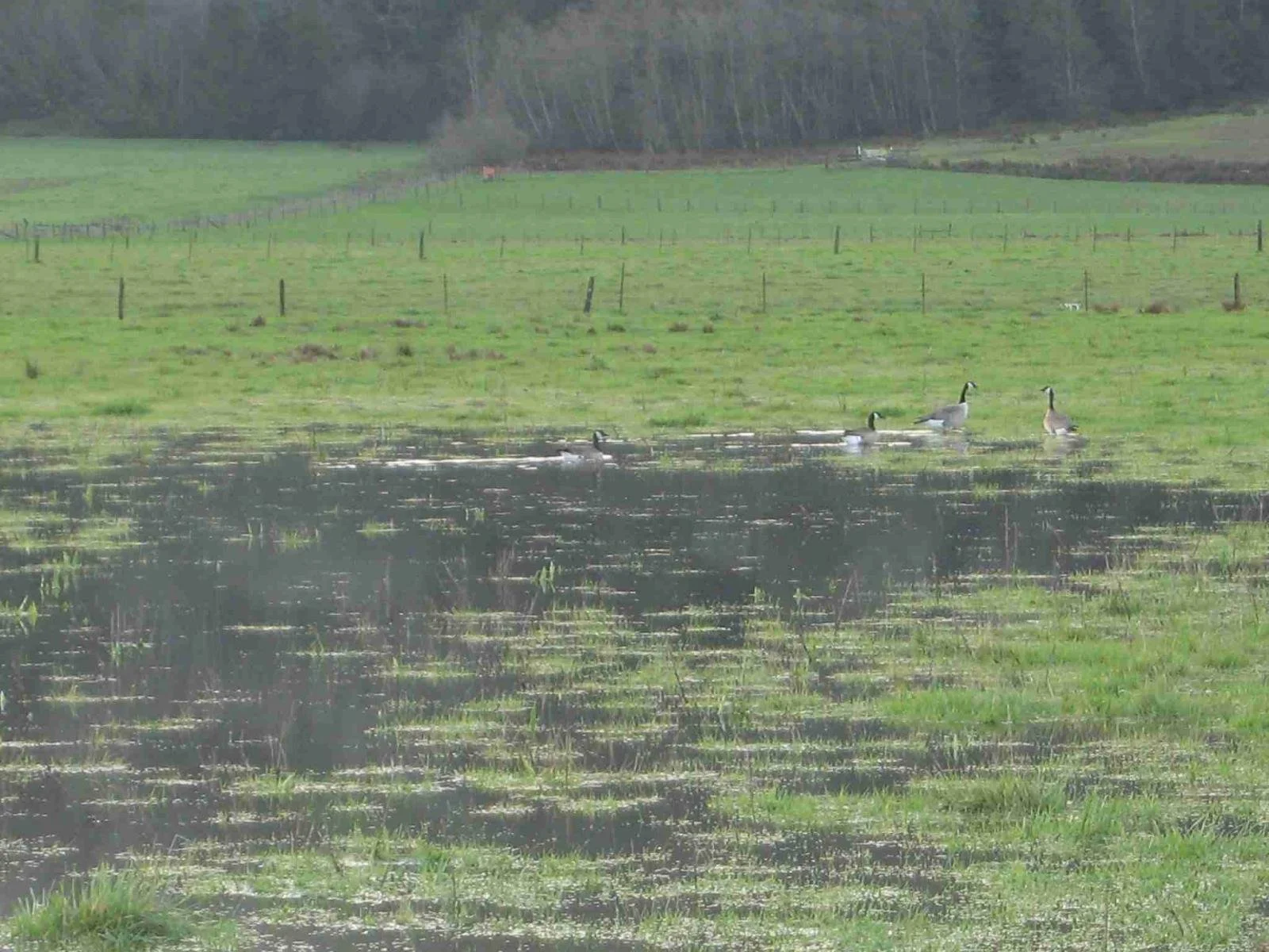 Four geese swimming in a pond in a grassy field with hills and trees in the background.
