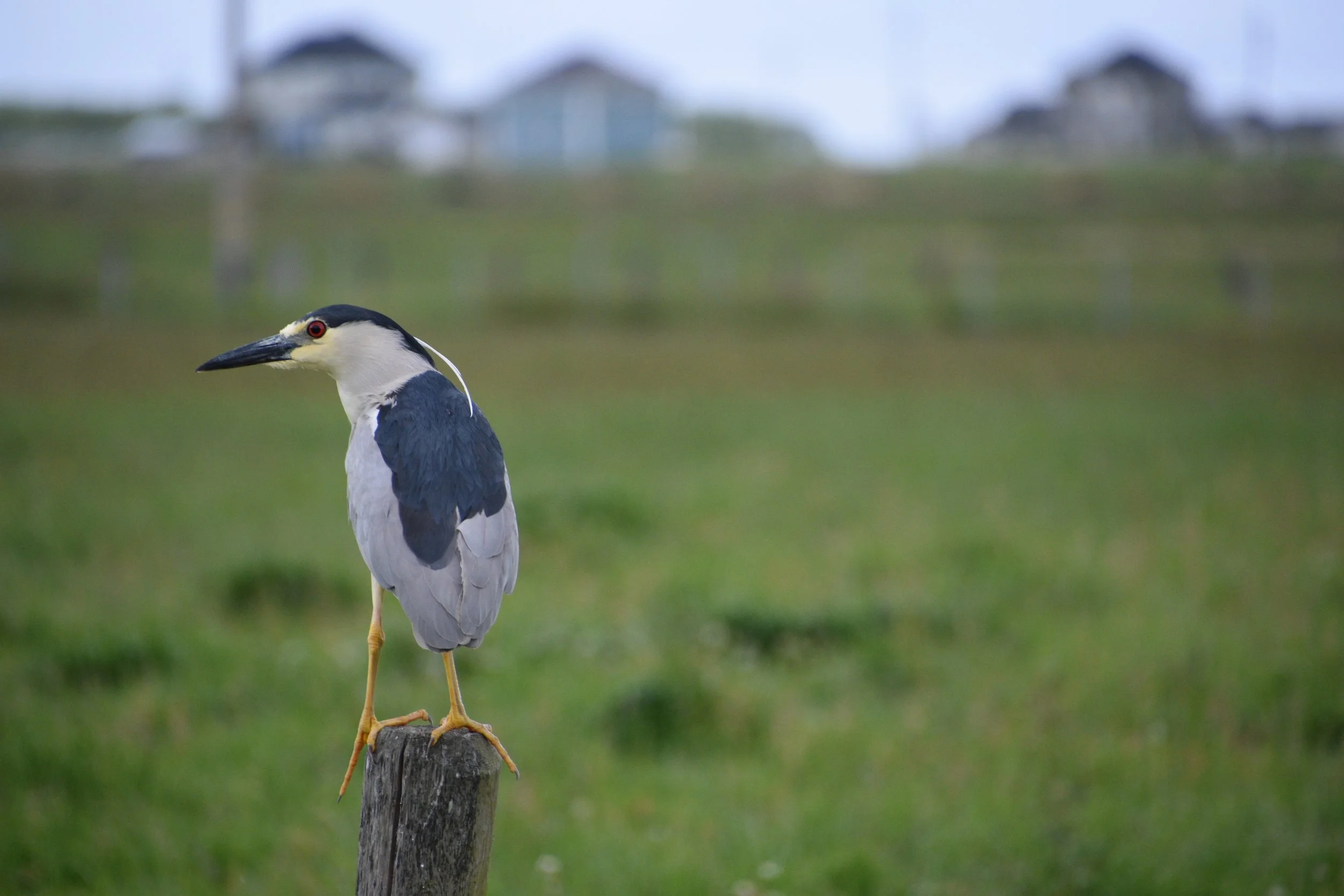 A heron with black, white, and gray feathers standing on a wooden post in a grassy field with houses in the distance.