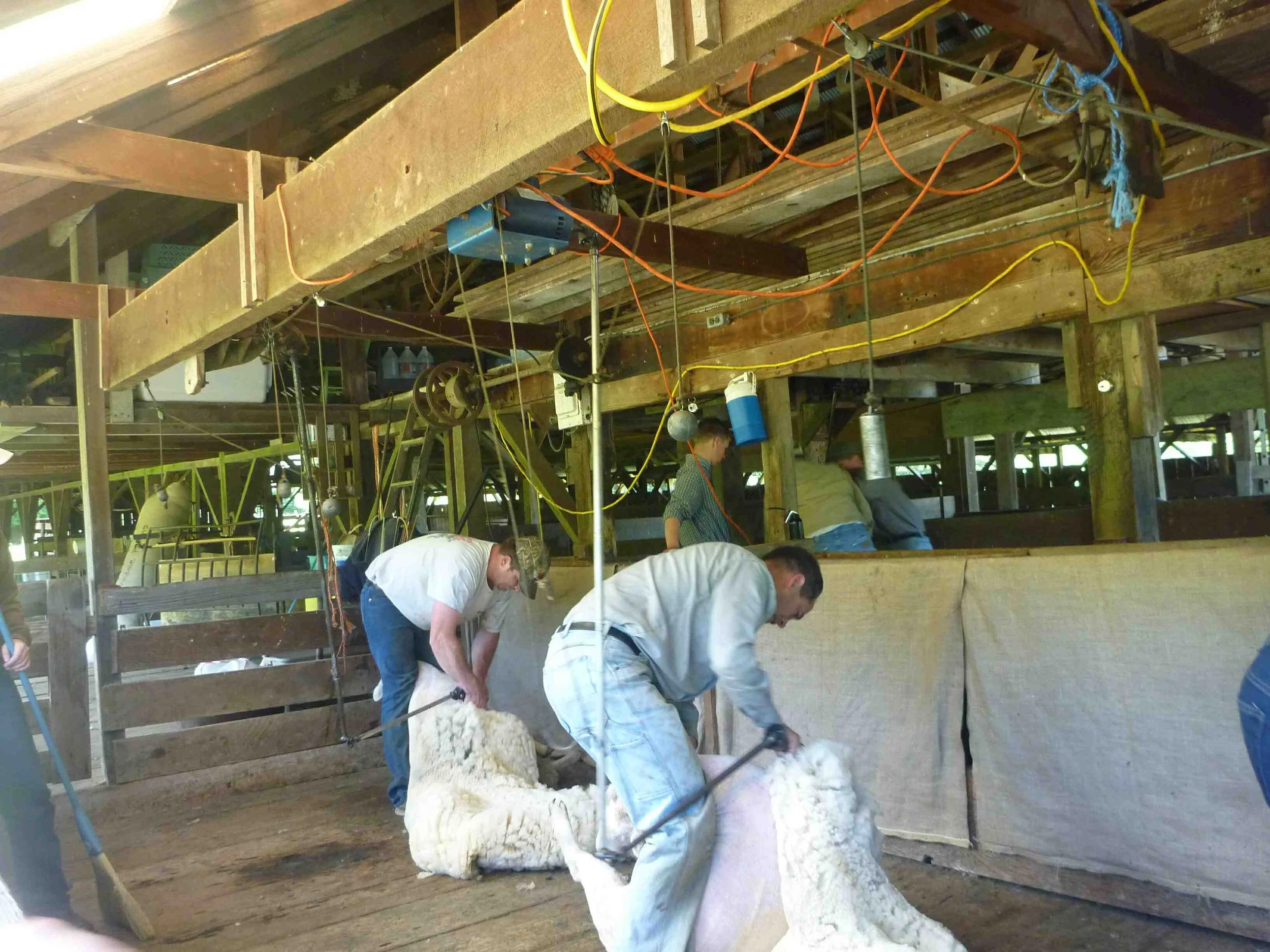 Two people shearing sheep in a barn with wooden beams and equipment hanging from the ceiling.