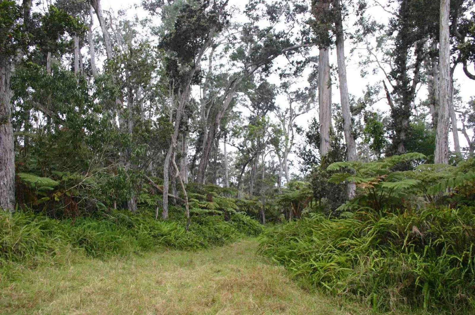 A lush green forest trail with tall trees on either side, dense foliage, and a grassy pathway leading into the woods.