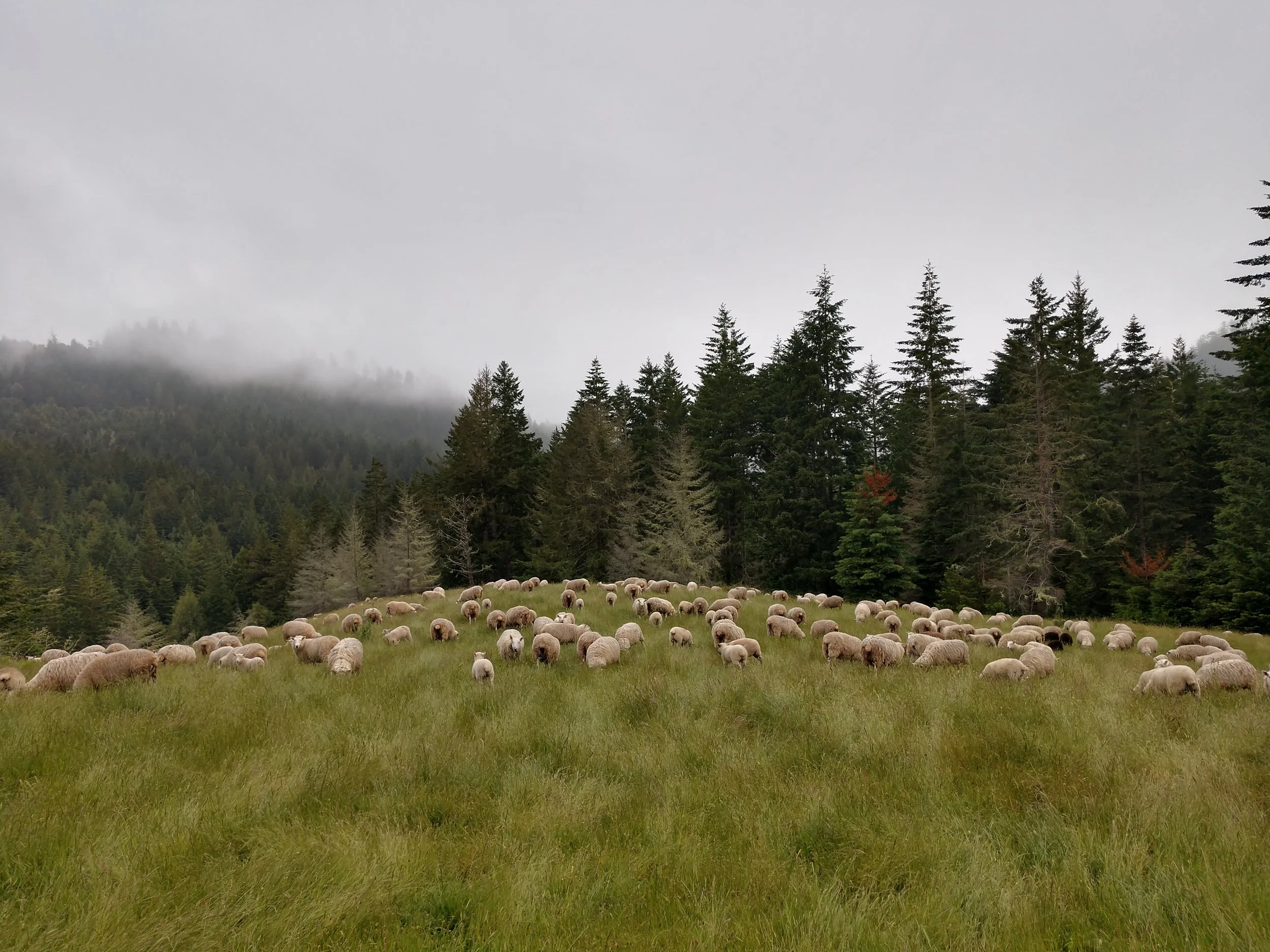 A flock of sheep grazing on a grassy meadow with a dense forest of evergreen trees in the background under a cloudy sky.