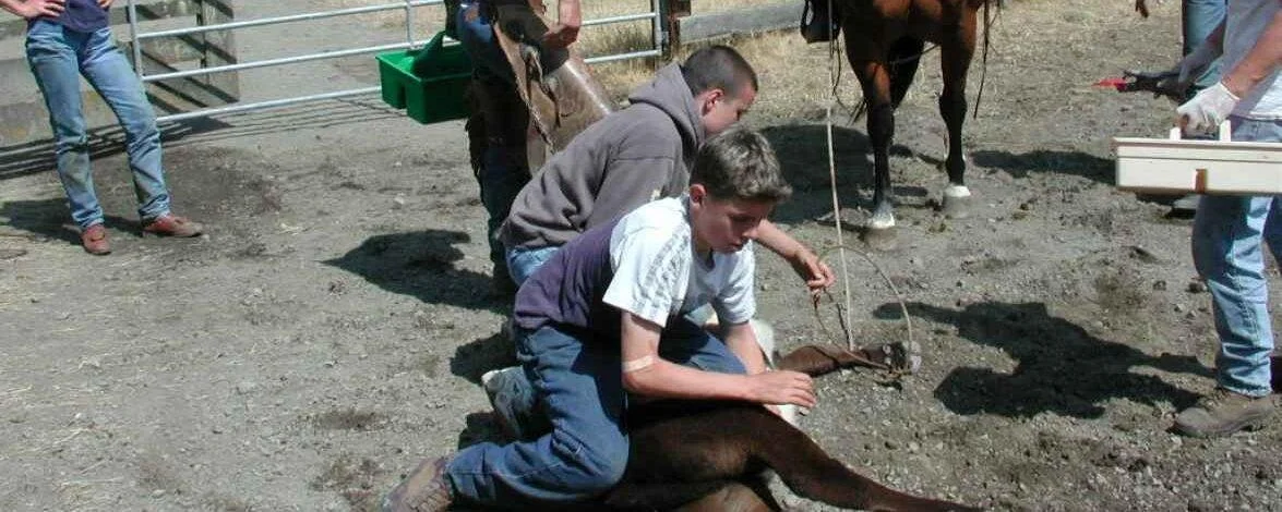 Two young boys are kneeling on the ground, handling a small, dark-colored animal, possibly a seal pup, on a dirt surface. Several other people are standing nearby, and there's a horse in the background with a person holding a stick or tool.