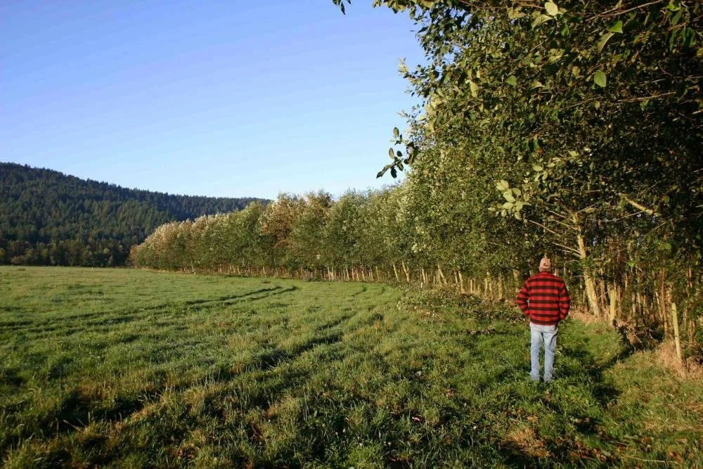 A man in a red and black checkered shirt standing on a grassy field next to a line of trees under a clear blue sky.