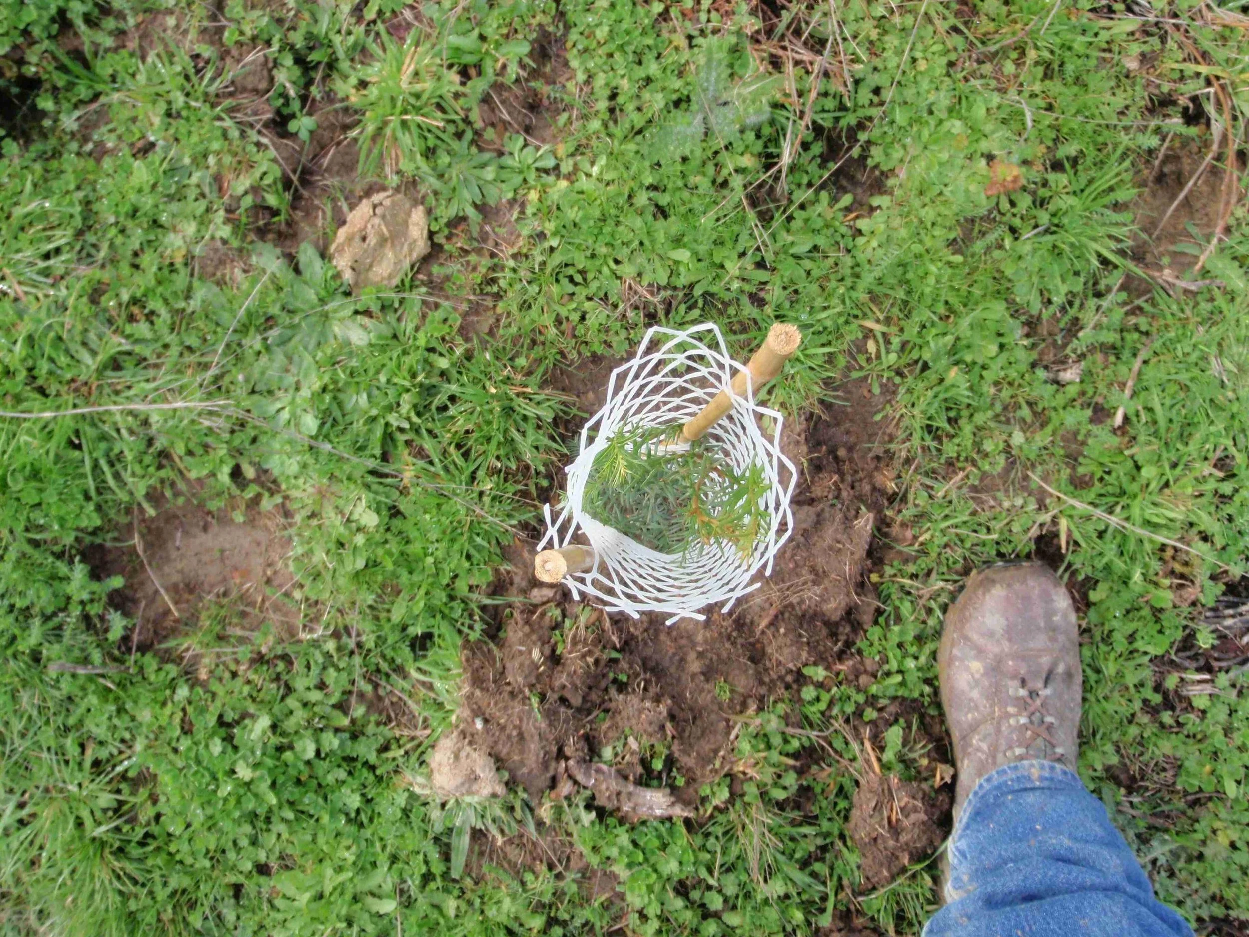 Person wearing a brown hiking boot standing on grassy ground next to a small newly planted tree surrounded by a white plastic protective cage.