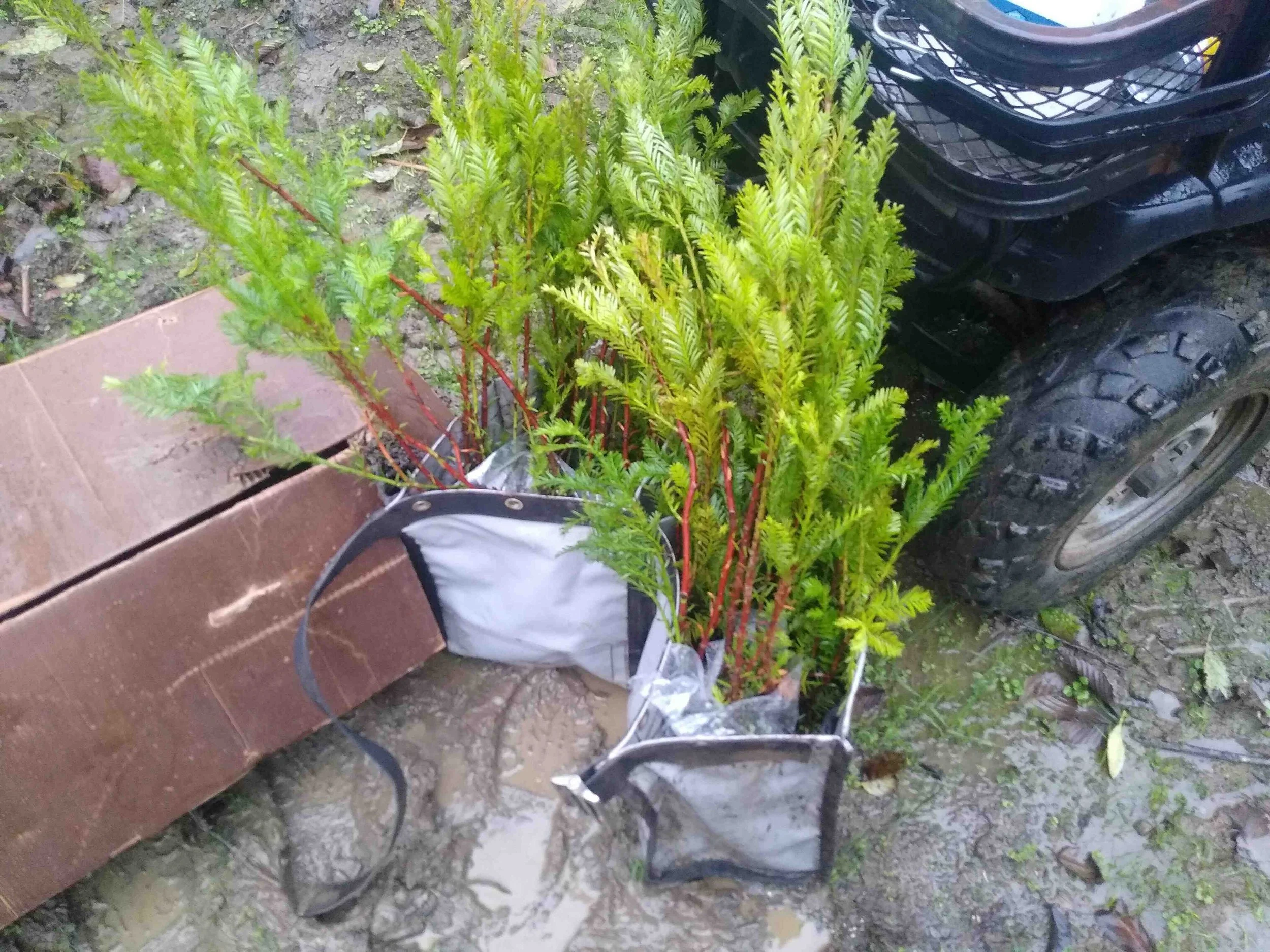 NTO 8 Styro 15 Seedlings.jpg