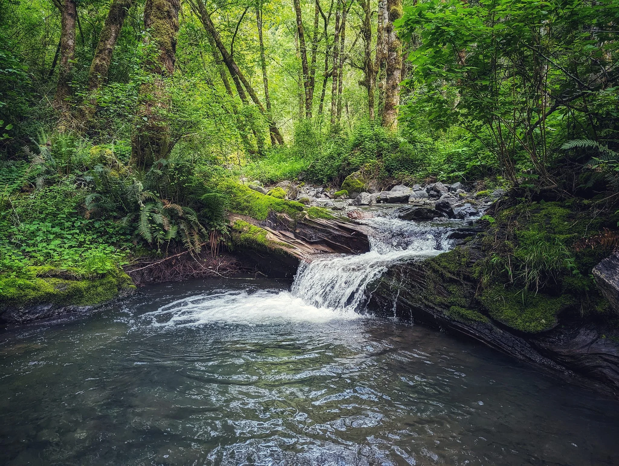 A small waterfall flowing into a stream surrounded by lush green forest with trees, moss, and plants.