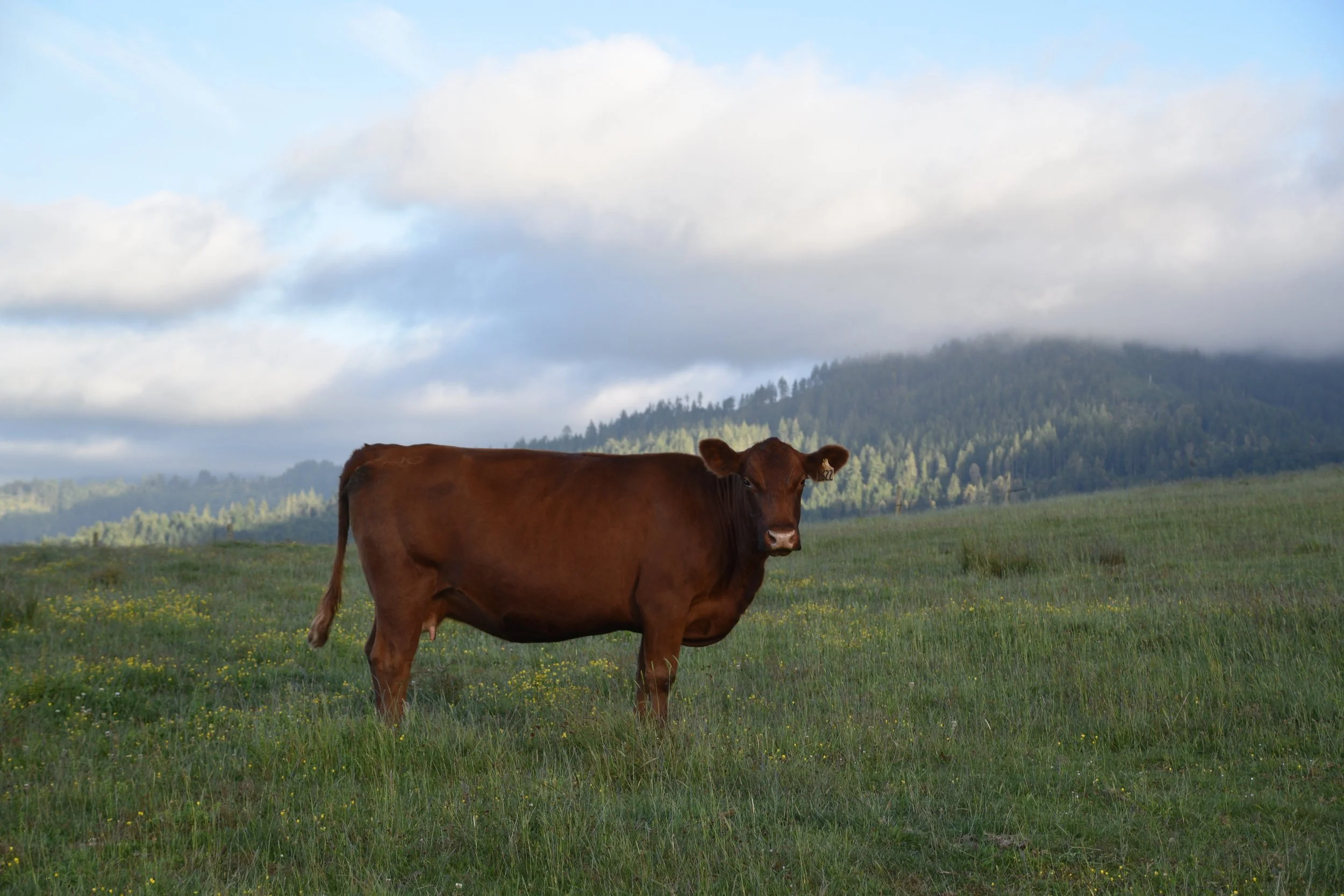 A brown cow standing in a green field with mountains in the background and cloudy sky above.