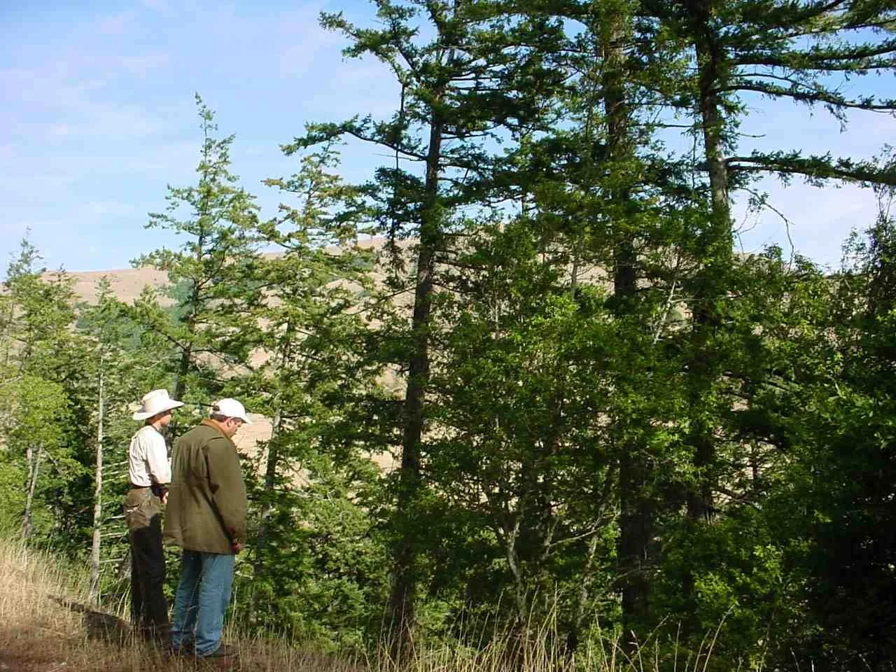 Two men in hiking gear standing in a forested area with tall green trees and a blue sky.