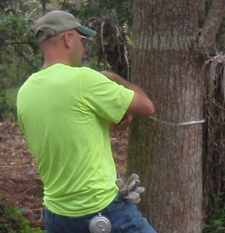Person wearing a bright yellow shirt and cap examining a large tree with a measuring tape in a forested area.