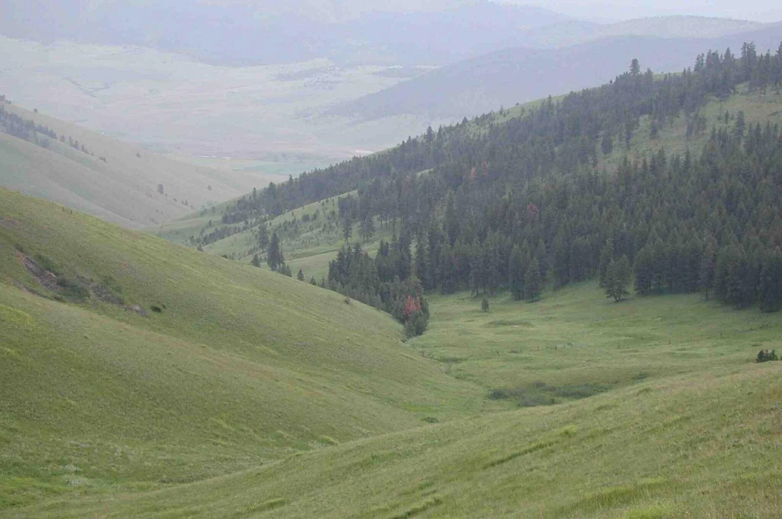 A lush green valley with rolling hills and dense pine trees on the slopes, under a cloudy sky.