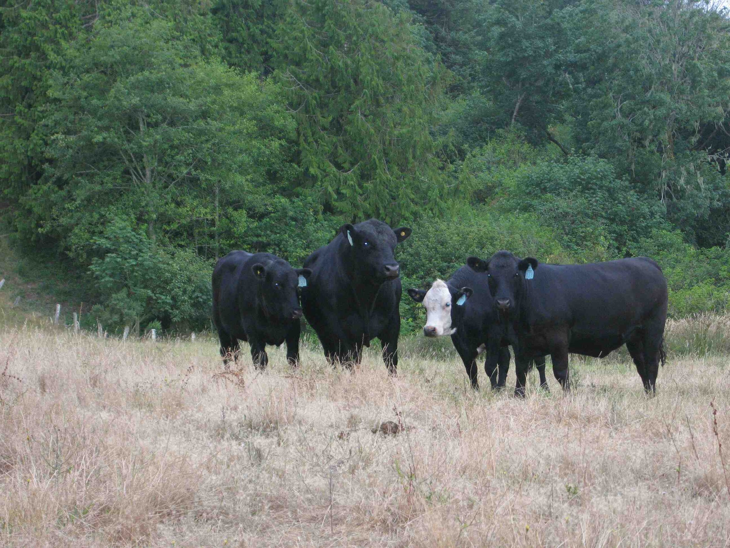 A group of five black and white cows standing in a grassy field with trees in the background.