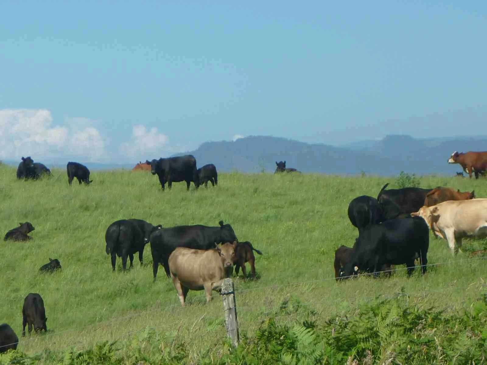 A group of cows grazing on a green hillside under a blue sky.