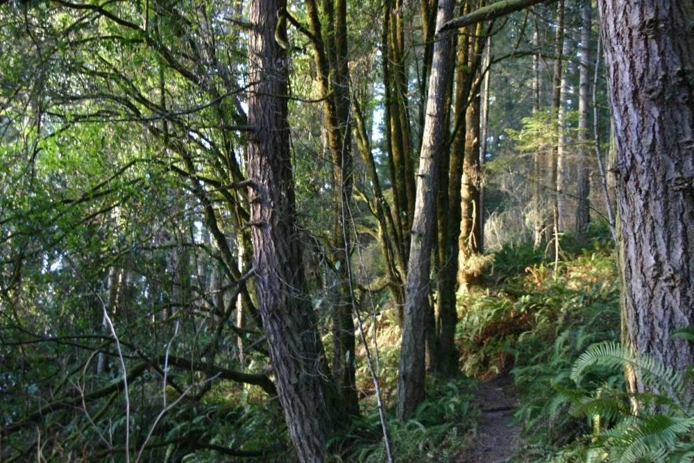 A dense forest trail with tall trees, green foliage, and sunlight filtering through the trees.