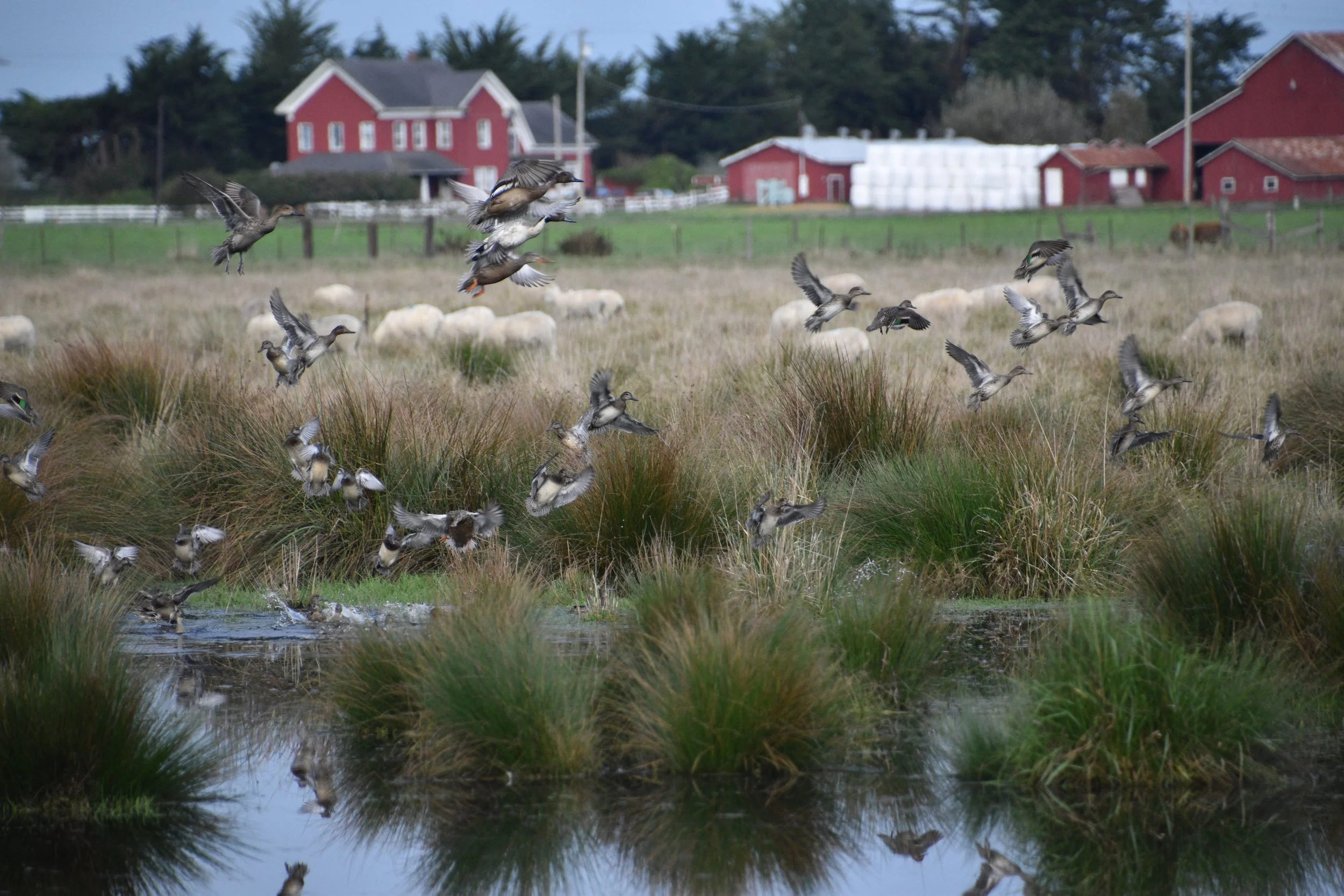A flock of ducks flying over a marsh with tall grass, sheep grazing in the background on a farm with red barns and a house.