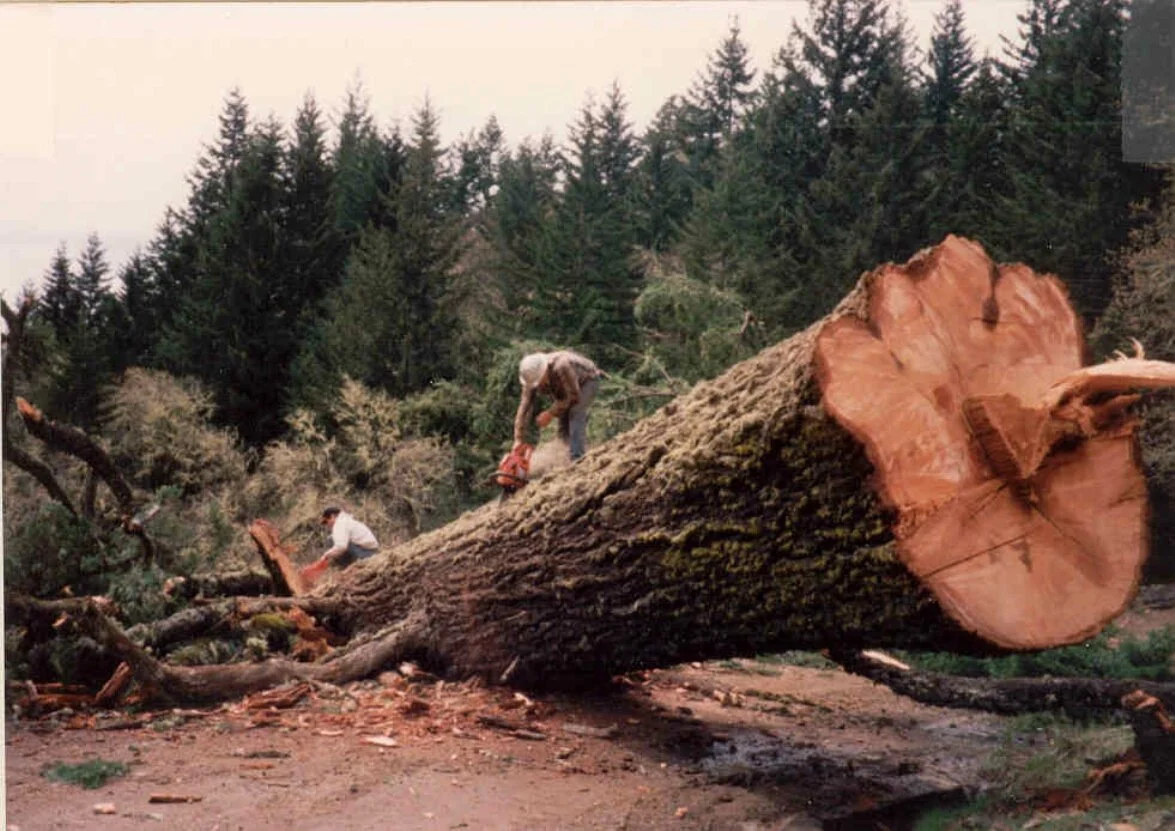 Two people are cutting a fallen large tree with chainsaws in a forested area.