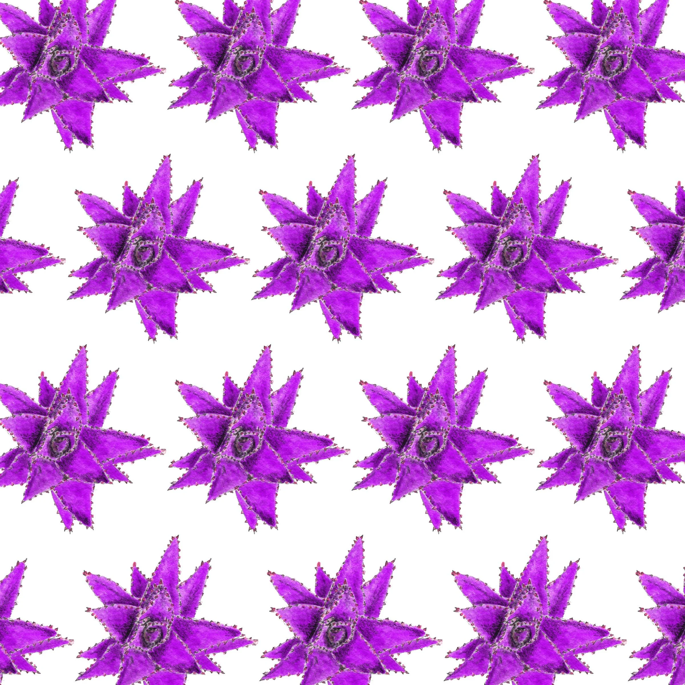 350-Succulent.jpg