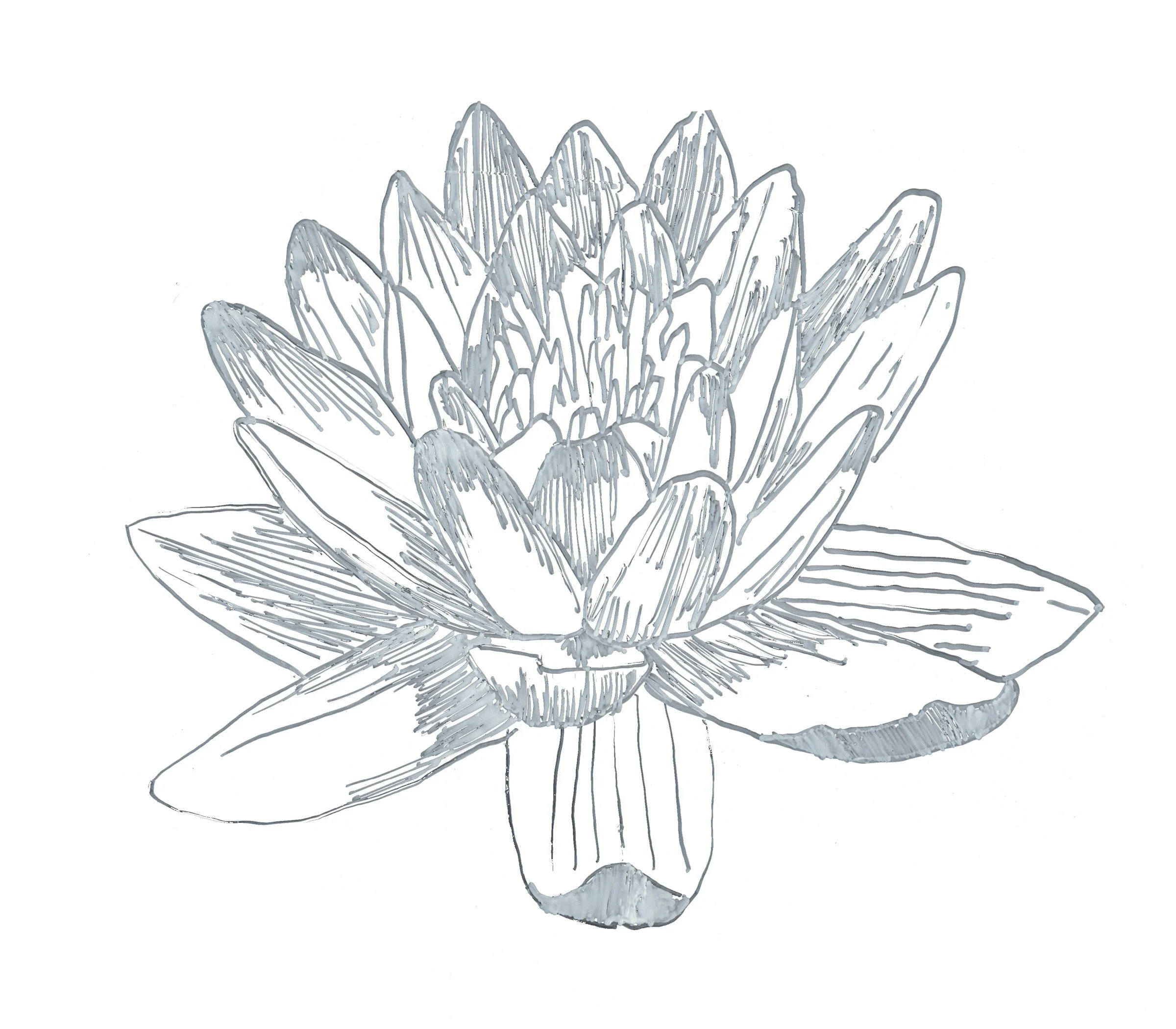398-Lotus — Drawing and Logo Studies.jpg