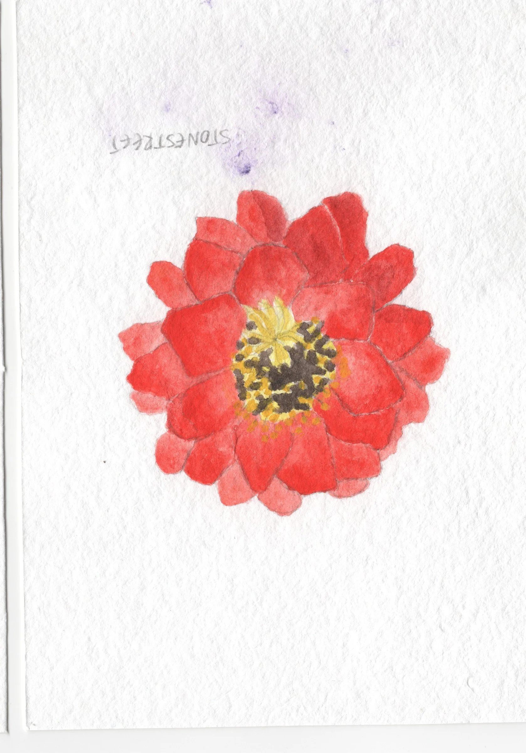 106-Everyday Objects — Zinnia.jpg