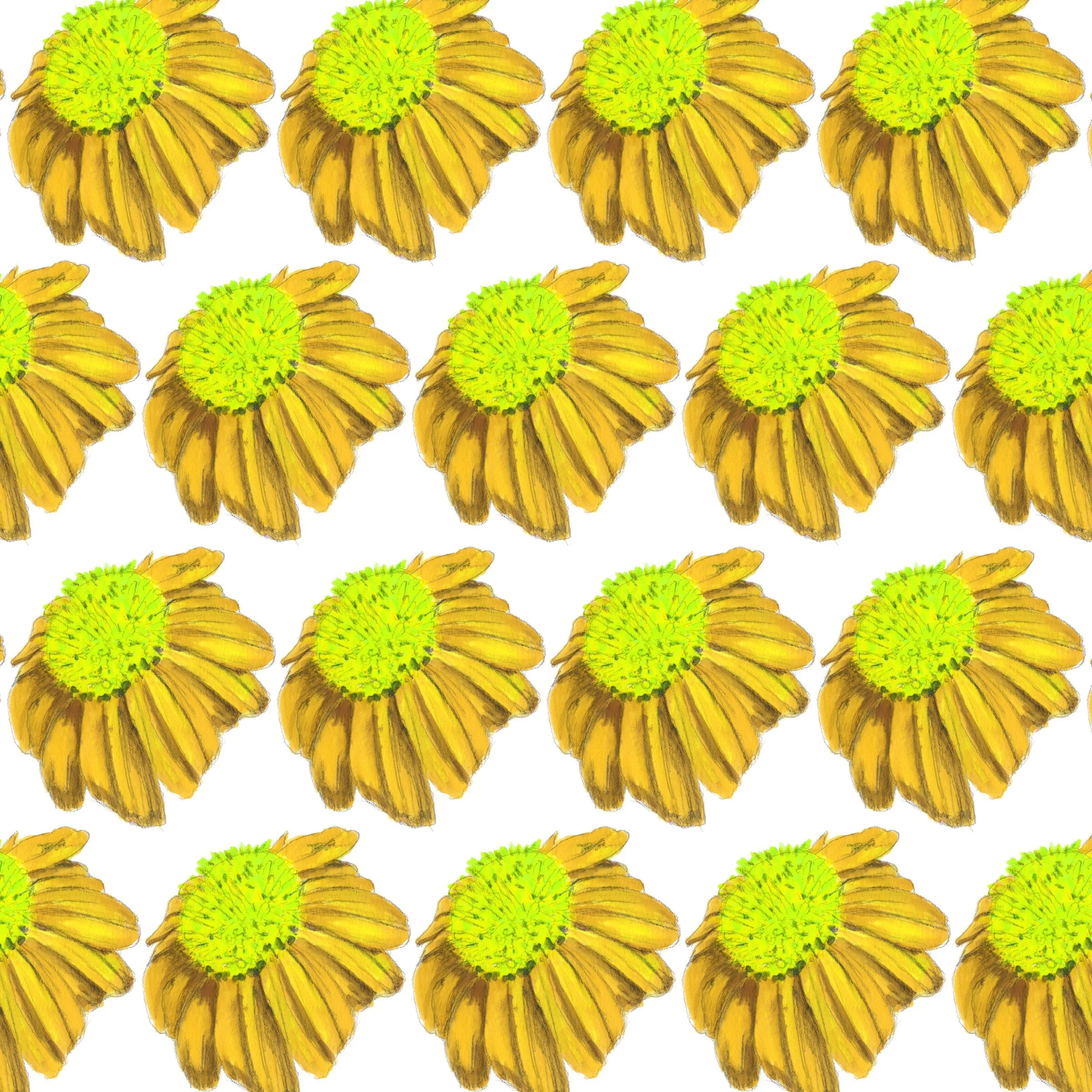 029-Coneflower Echinacea.jpg