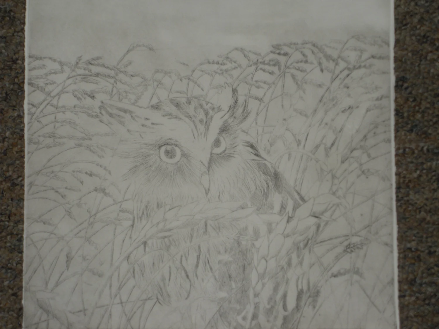Owl — Drawing — Finished work